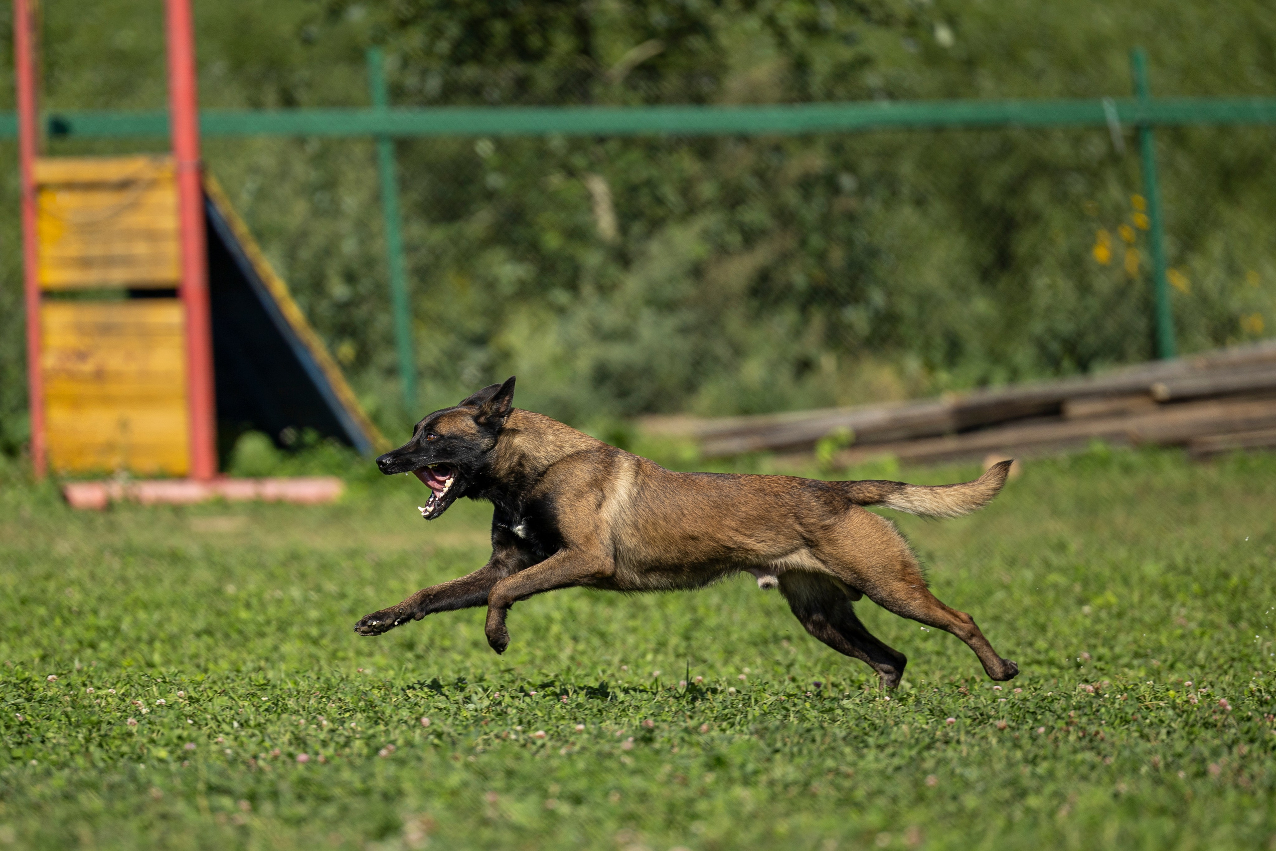 Соревнования по Мондьорингу г. Вологда 10-11.08.2024. Фотограф-анималист Анна Маринич