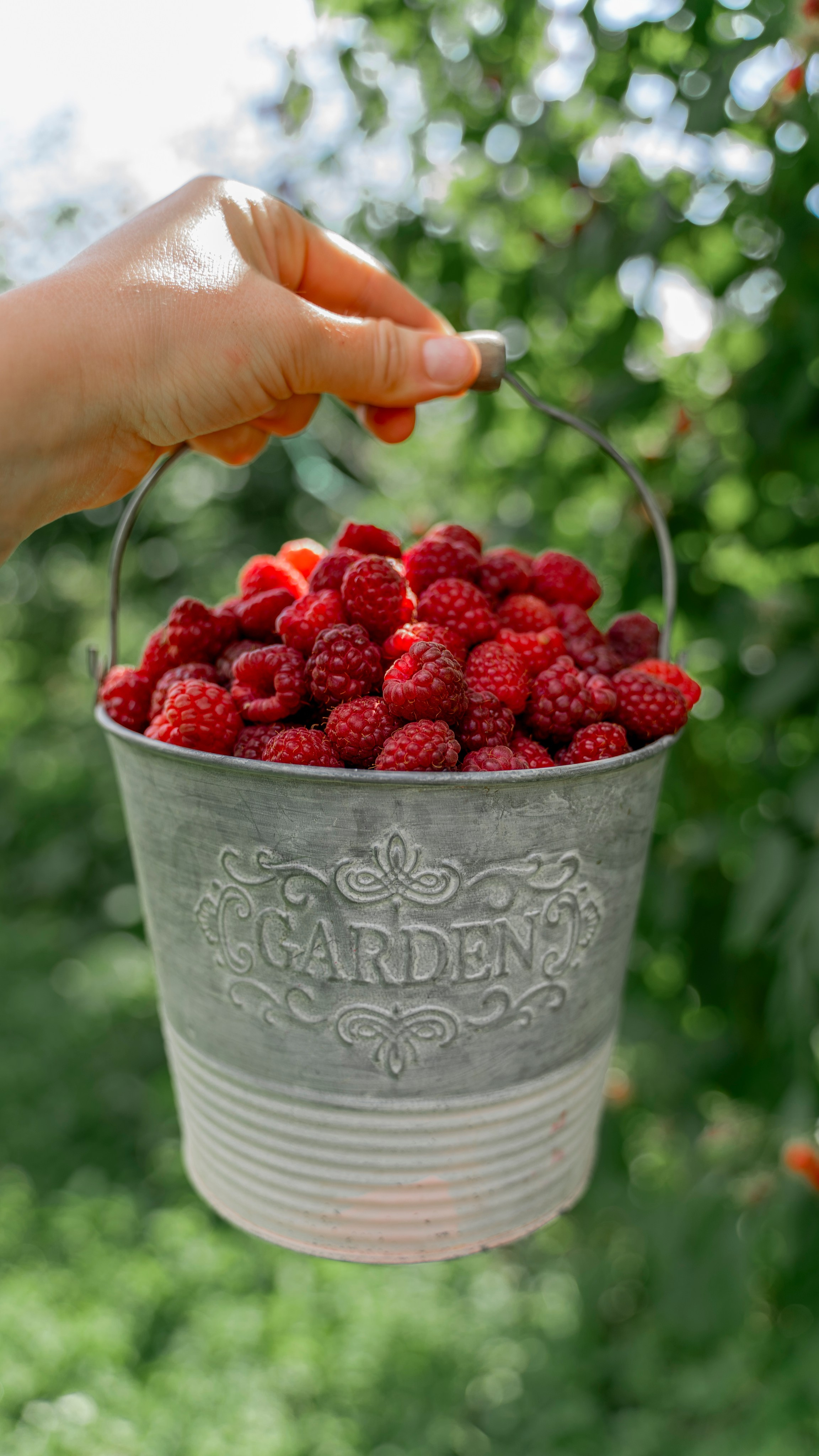 Raspberry. Photographer Liana Sudets Serbia Kopaonik Brzece Brus