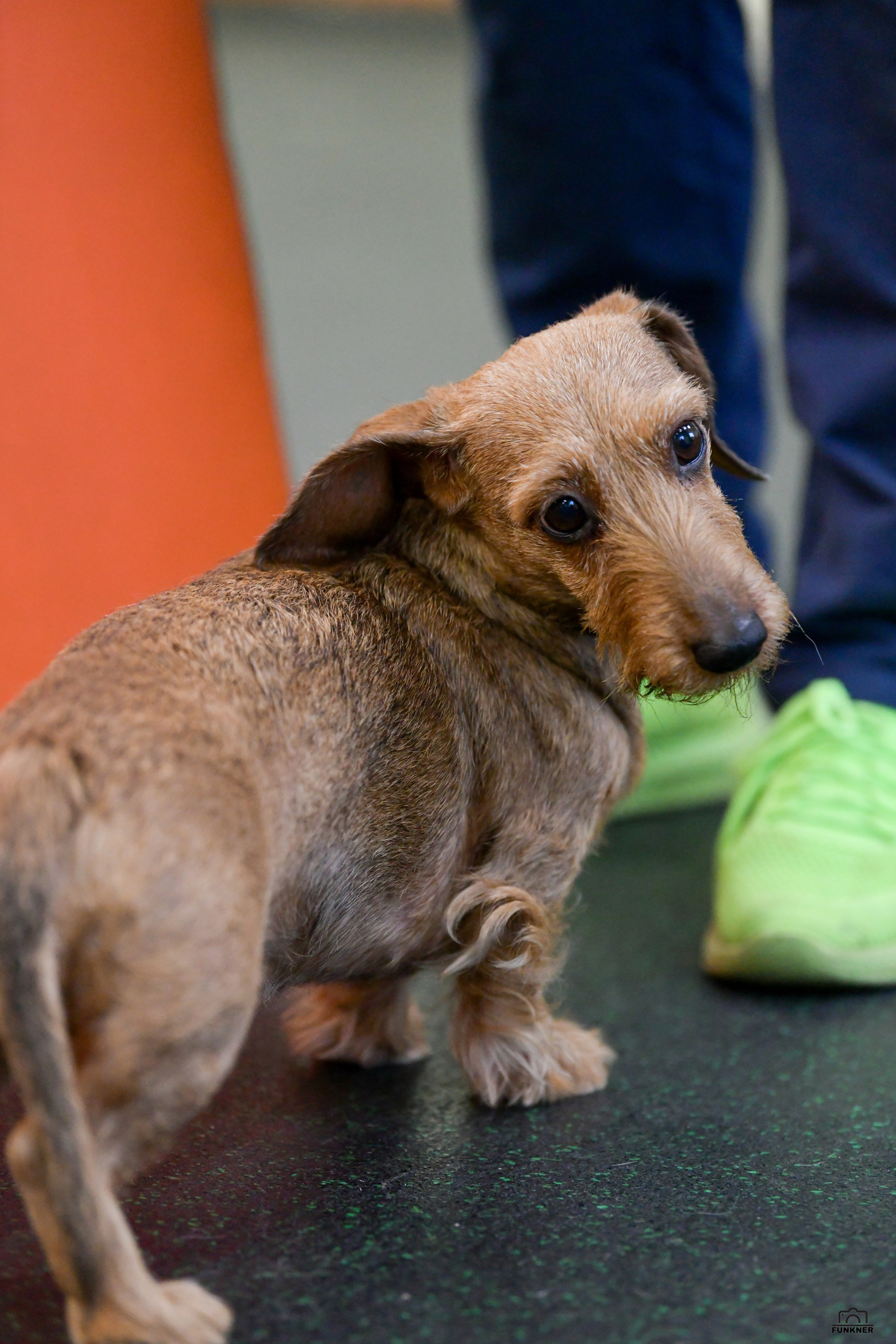 Кинологический клуб «Бодрый хвост». Свой взгляд через объектив