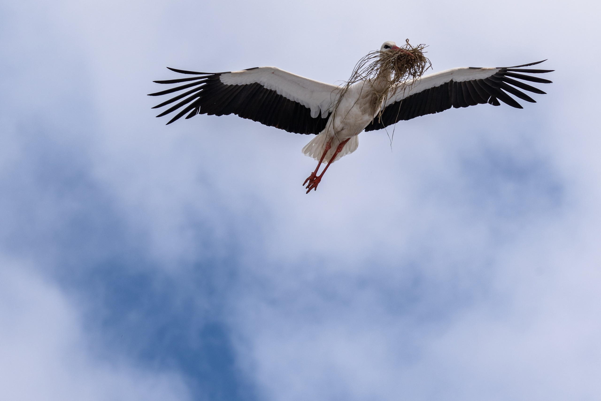 Фотосъемка животных и птиц. Интерьерный и архитектурный фотограф в Москве Панова Ольга
