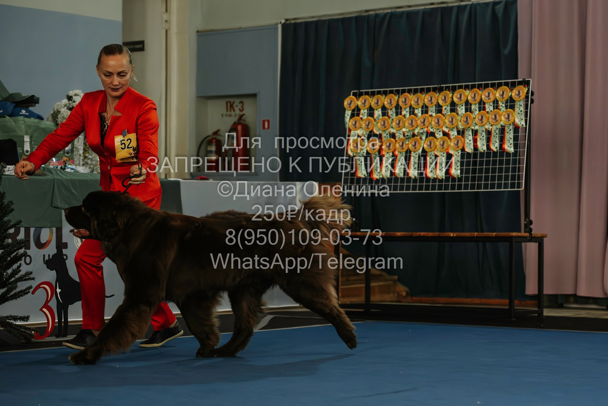Выставка собак Красноярск 29.10.2023. Фотограф Диана Оленина Красноярск / Братск