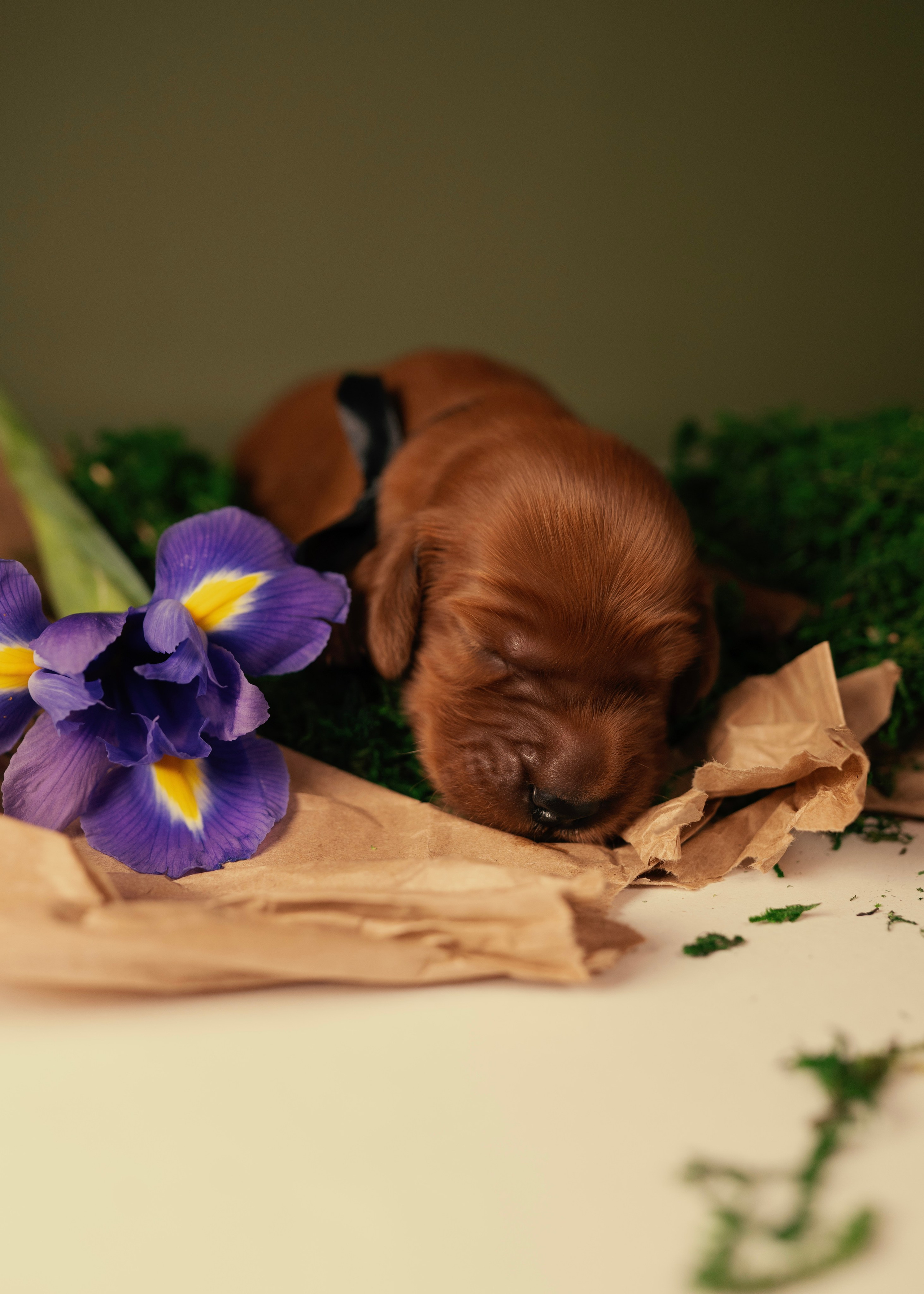 Красные ирландские сеттеры. Фотограф- анималист Александра Матвеева