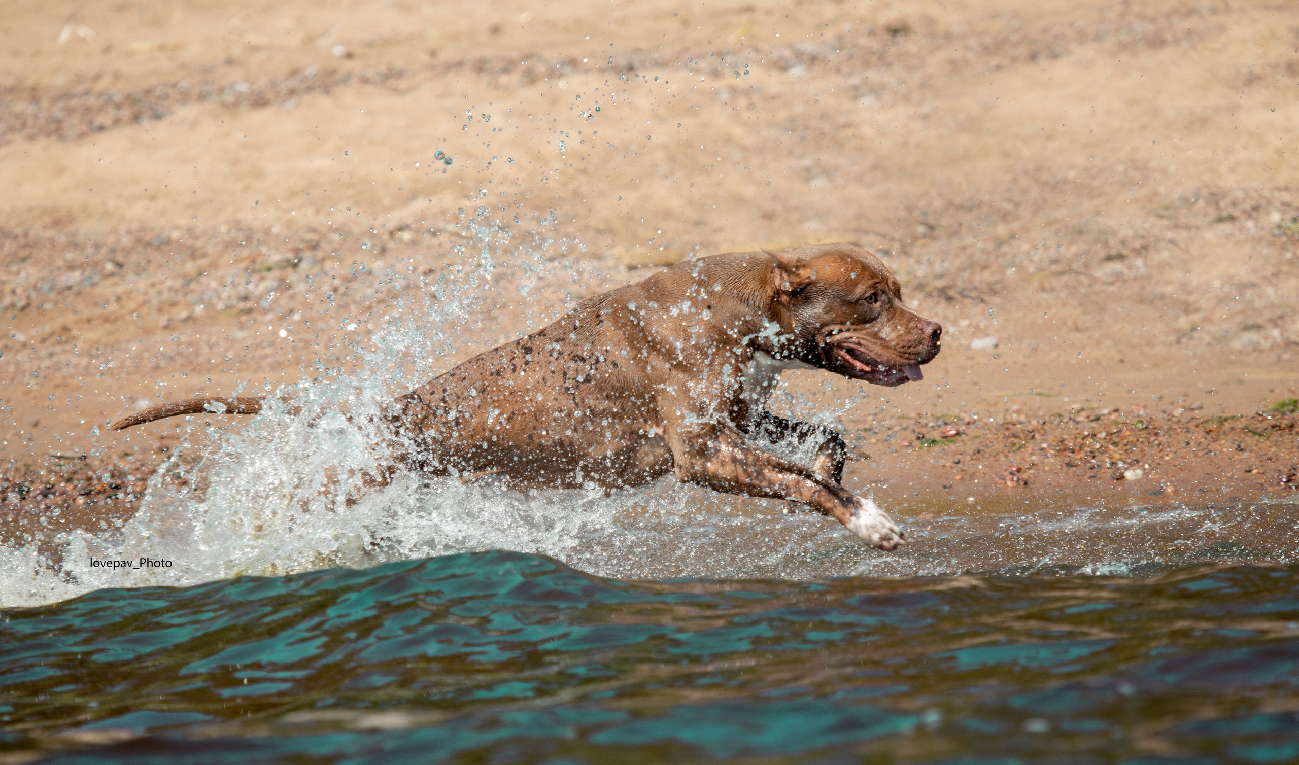 Прогулочные фотосъёмки Финский залив. Фотограф-анималист Павлова Любовь