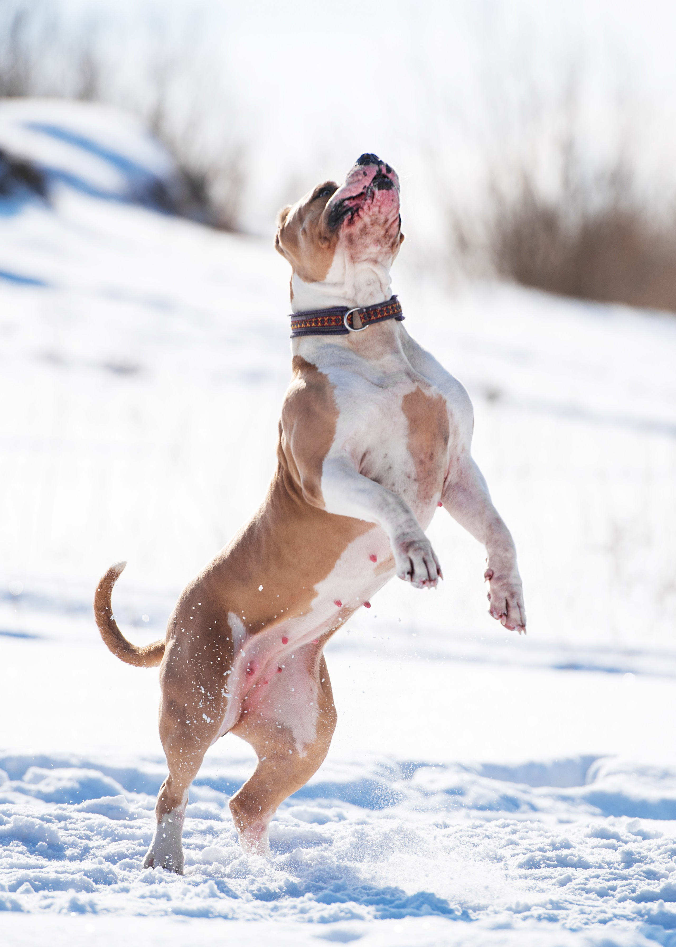 Булли. Дог-фотограф в Тюмени Александра Королева