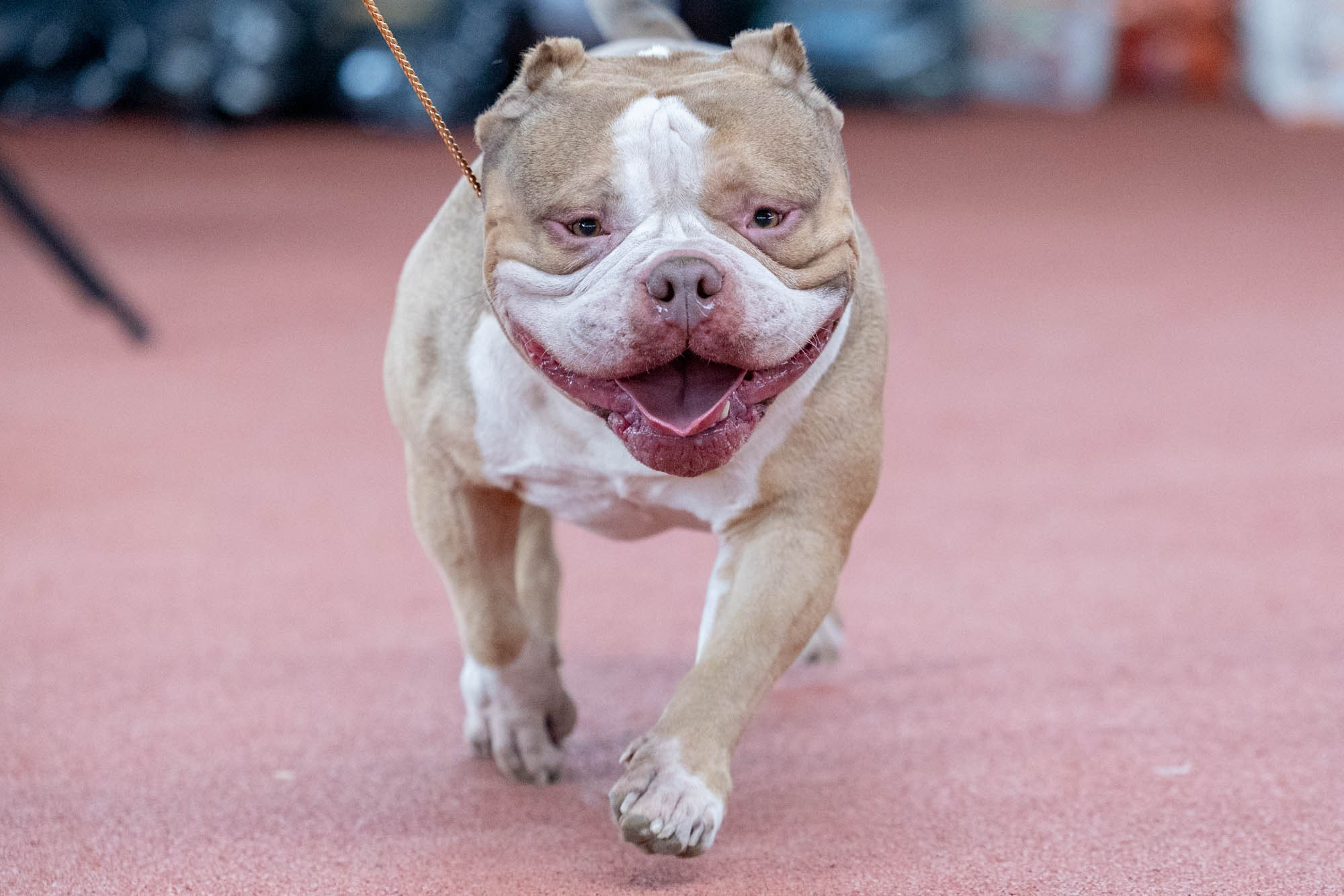 IDBC. Виктория Михайловская. Фотограф-анималист. Москва