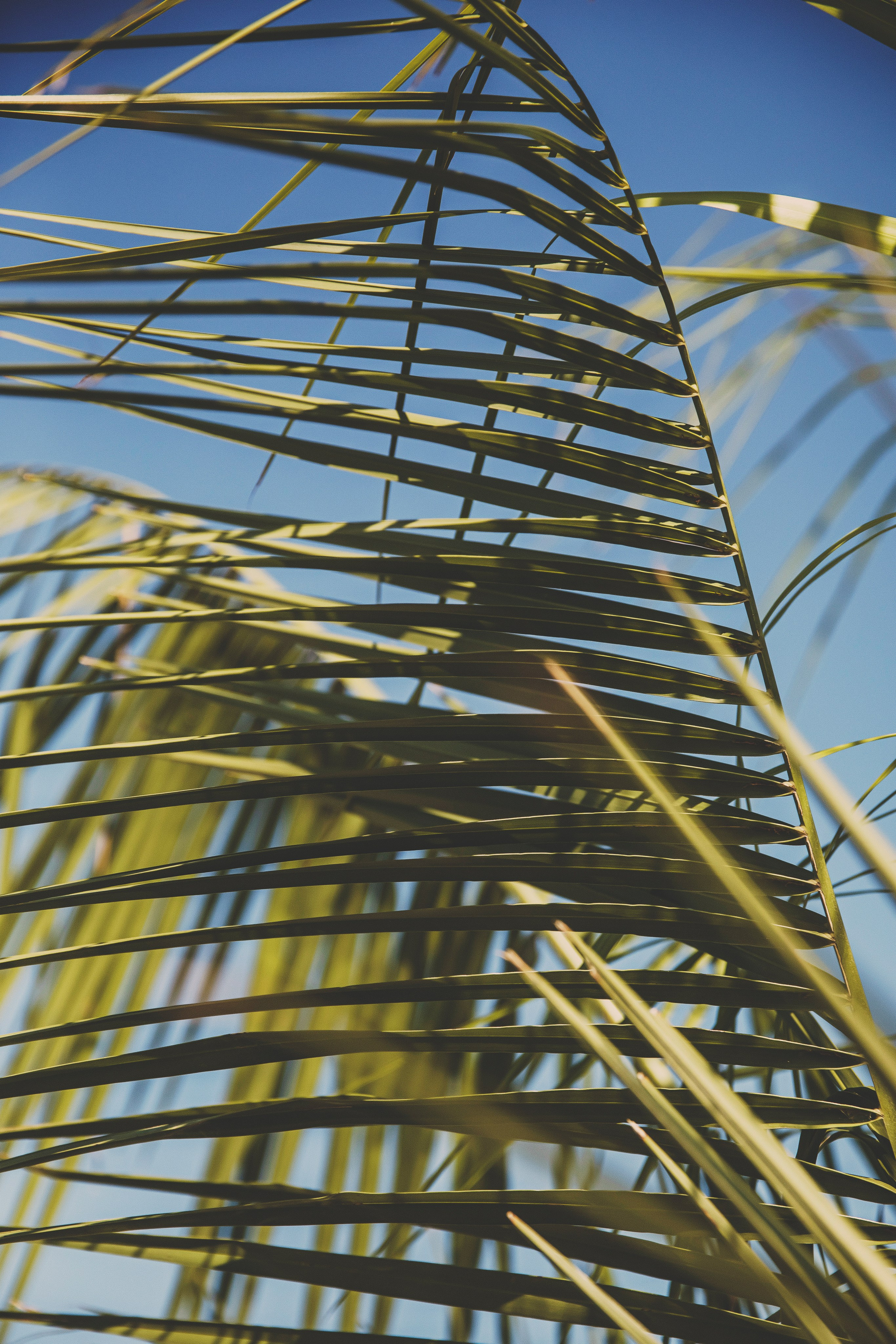 Тома. Свадебный и семейный фотограф Колоскова Мария (Сочи и весь мир)