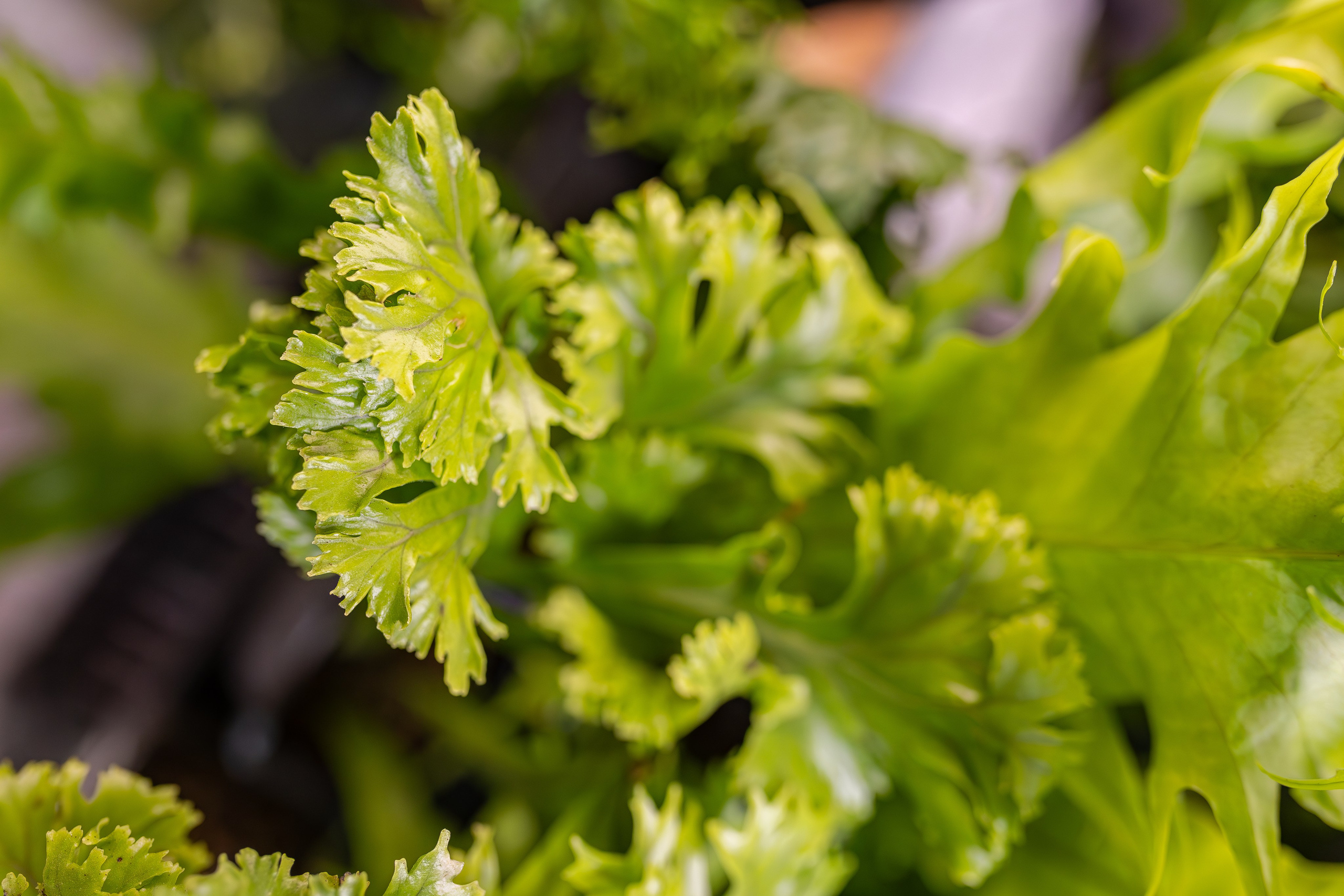 Монстериум апрель 2026. Александра Куликова фотограф, Москва