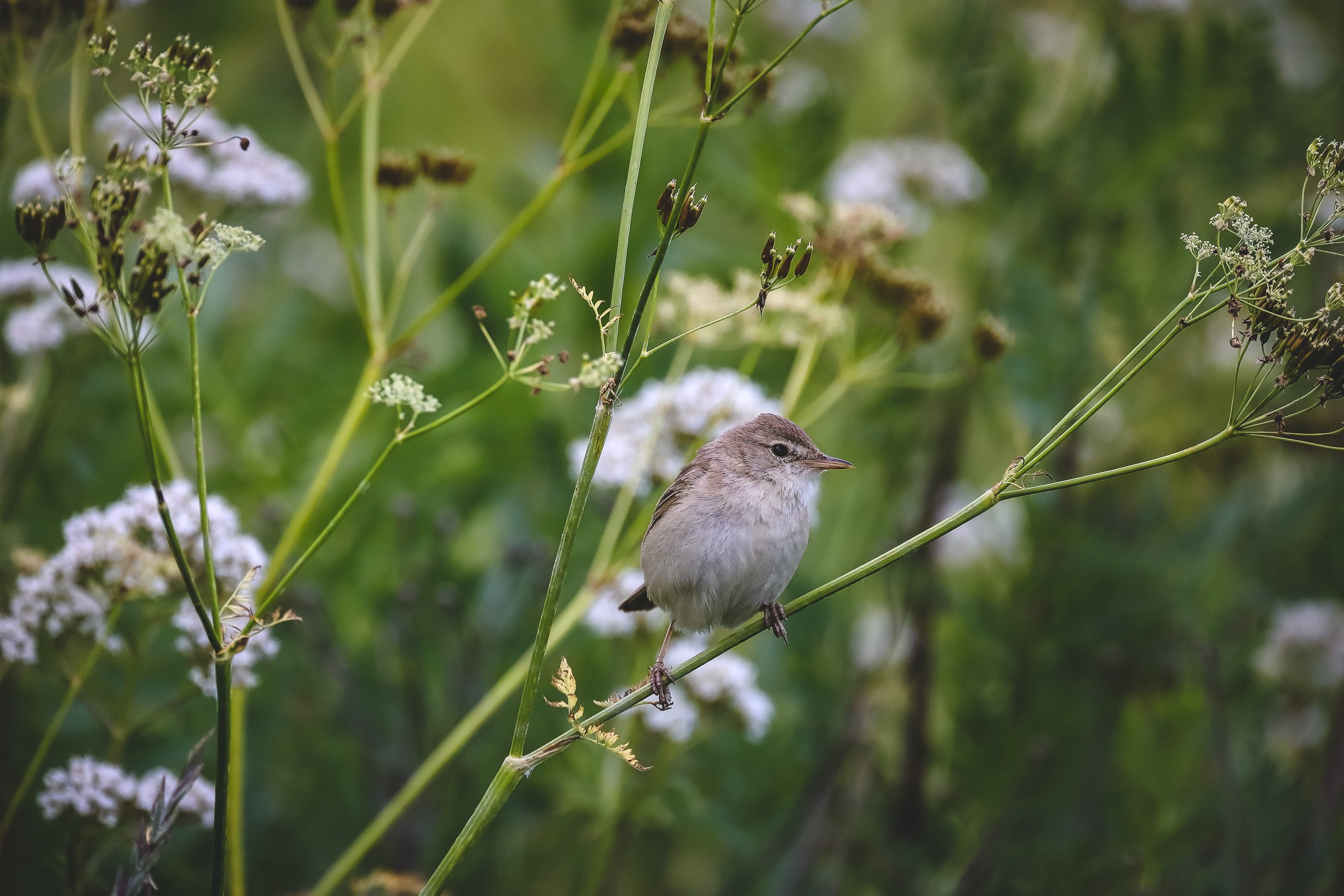 Садовая камышовка