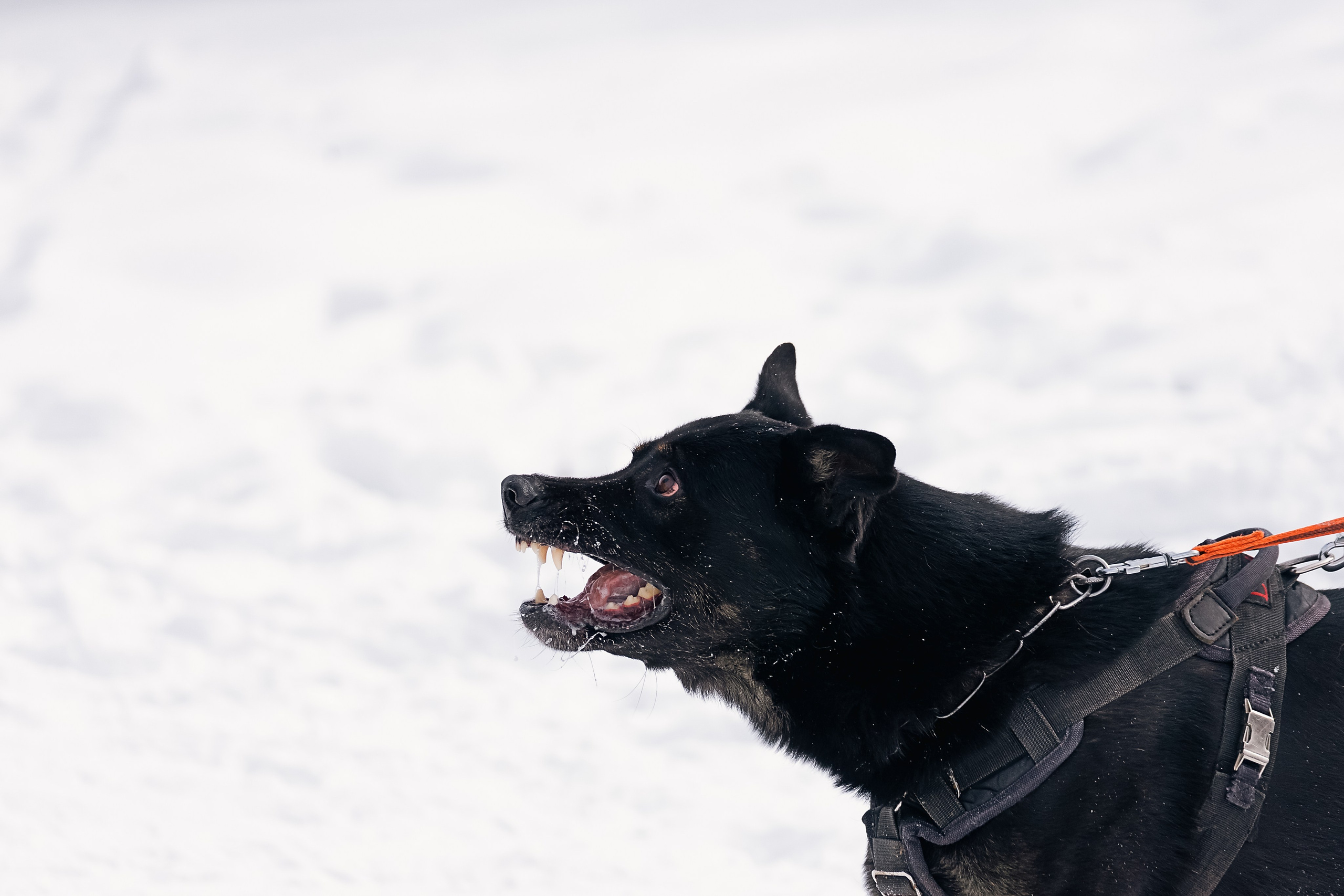 Репортажная съемка. Фотограф-анималист Нижний Новгород