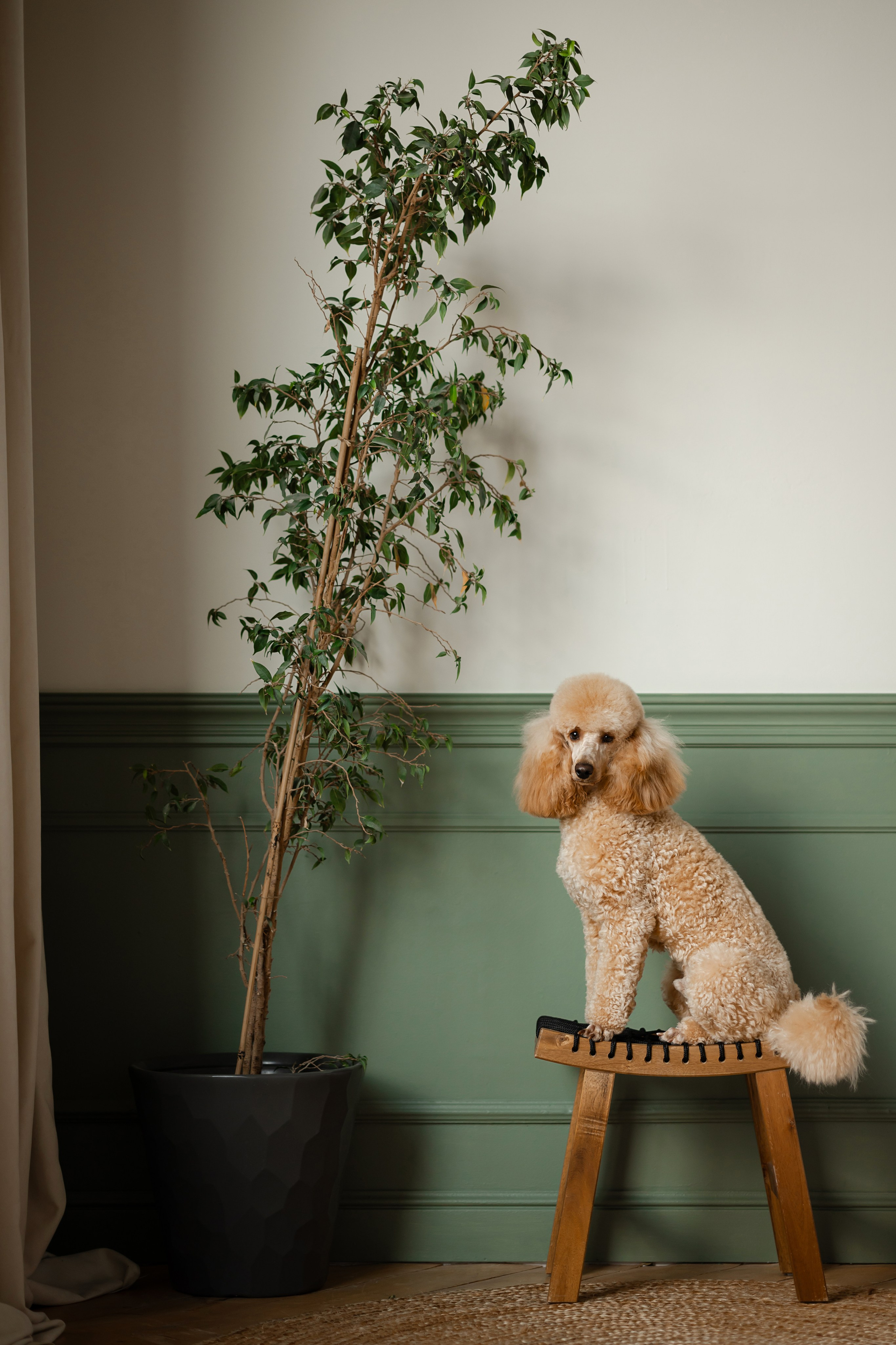 Фотосессия пуделя в студии. Фотограф-анималист в Краснодаре Маша Мельникова