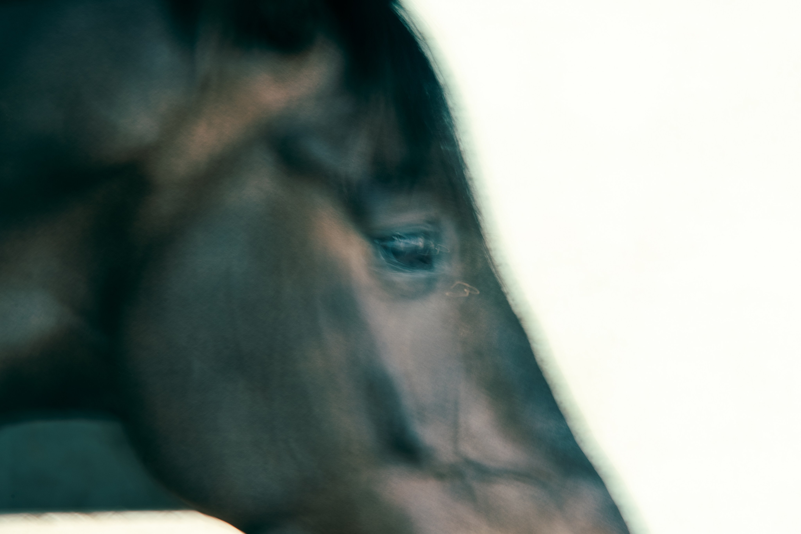 HORSES. Anastasiia Antoniuk portrait, family and couple photographer, Portugal