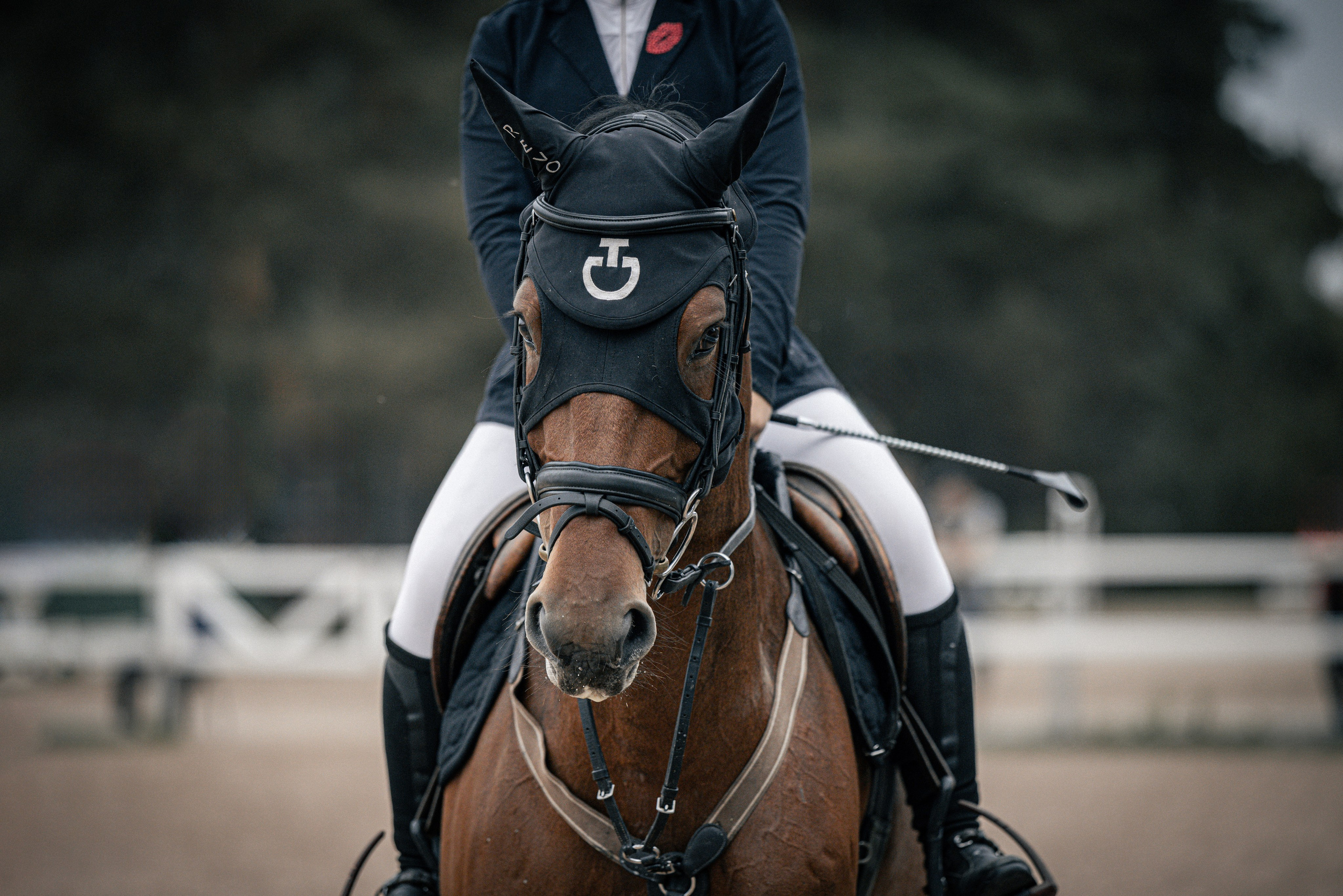 Лошади Евы Демидовой. Ева Демидова. Спортсмен по конкуру в Санкт-Петербуре
