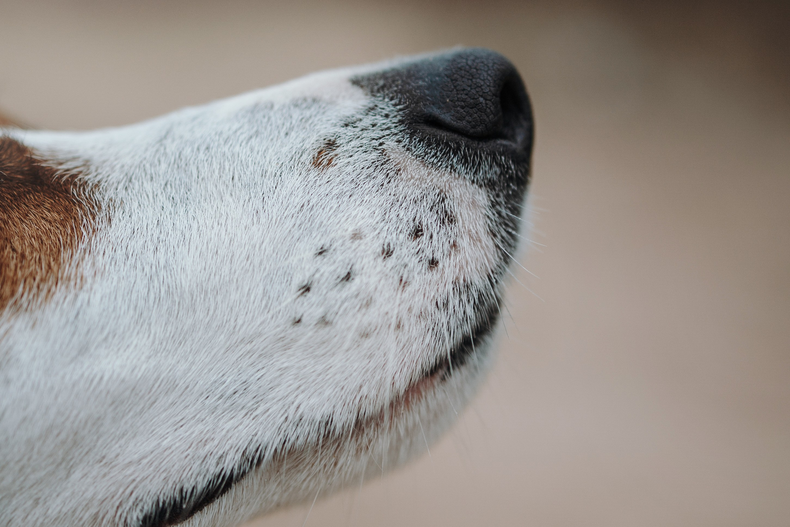 Саша и Джеки. Фотограф — Анималист | Санкт-Петербург