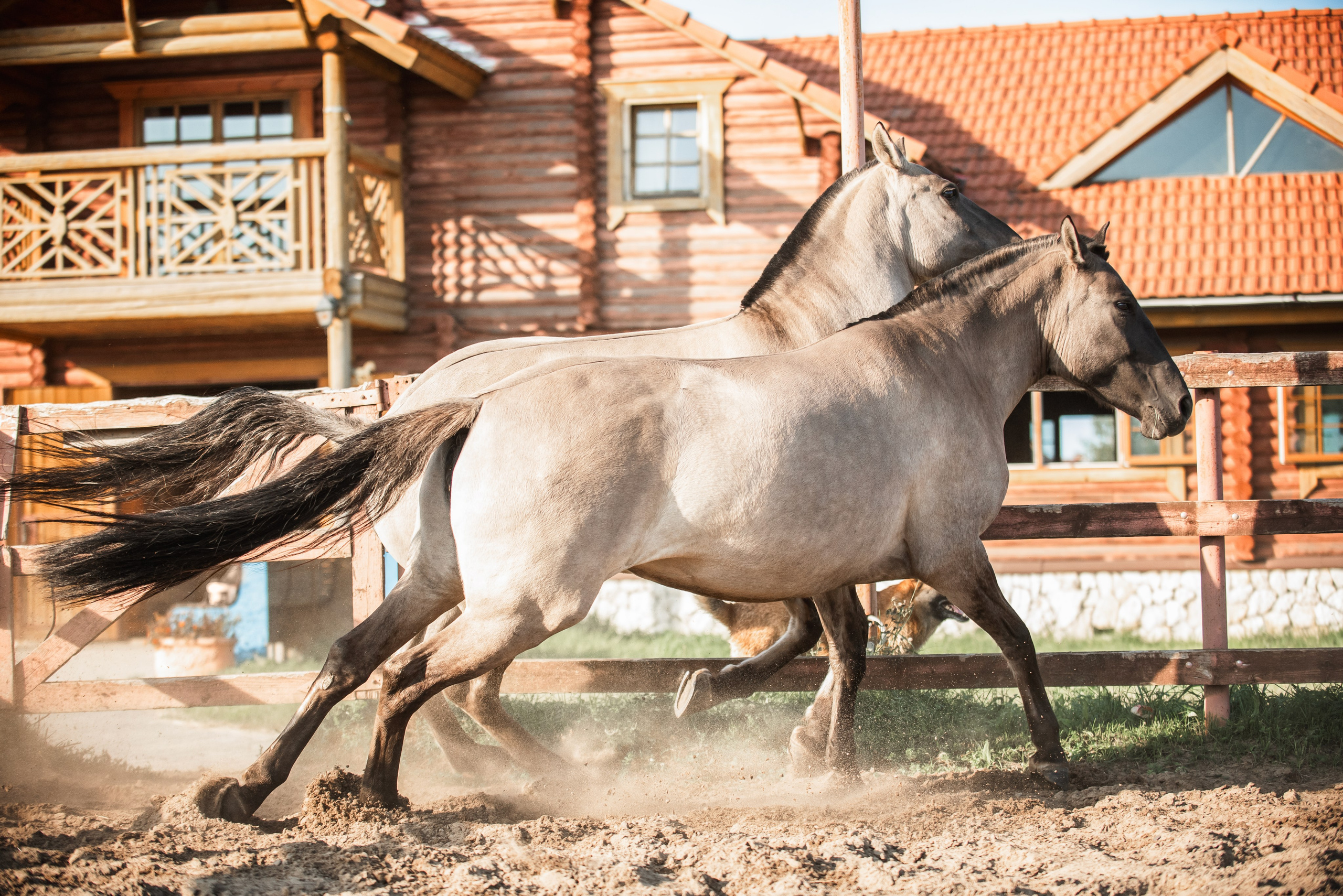 Катя SedlaMSK и Кася с Габи. Конный фотограф Куракина Дарья • Фотосессии с лошадьми