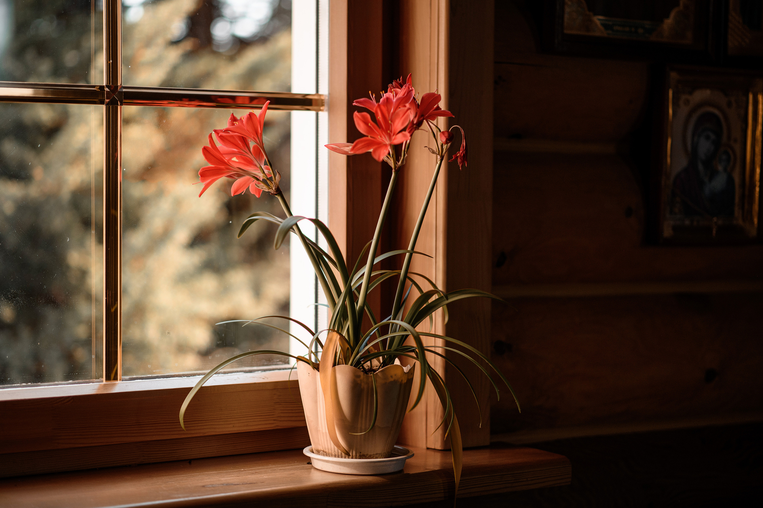 Крестины Льва. Свадебный фотограф Белгород Валуйки Старый Оскол Воронеж