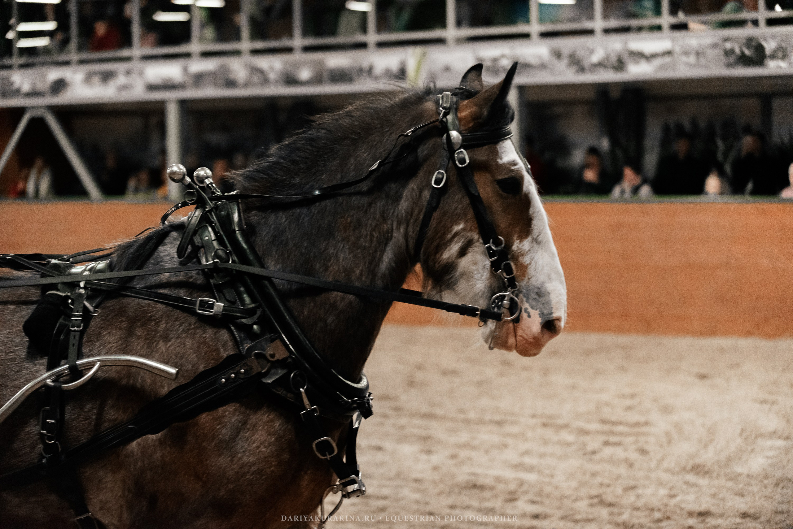 Конное представление «Дыхание Звёзд». Конный фотограф Куракина Дарья • Фотосессии с лошадьми