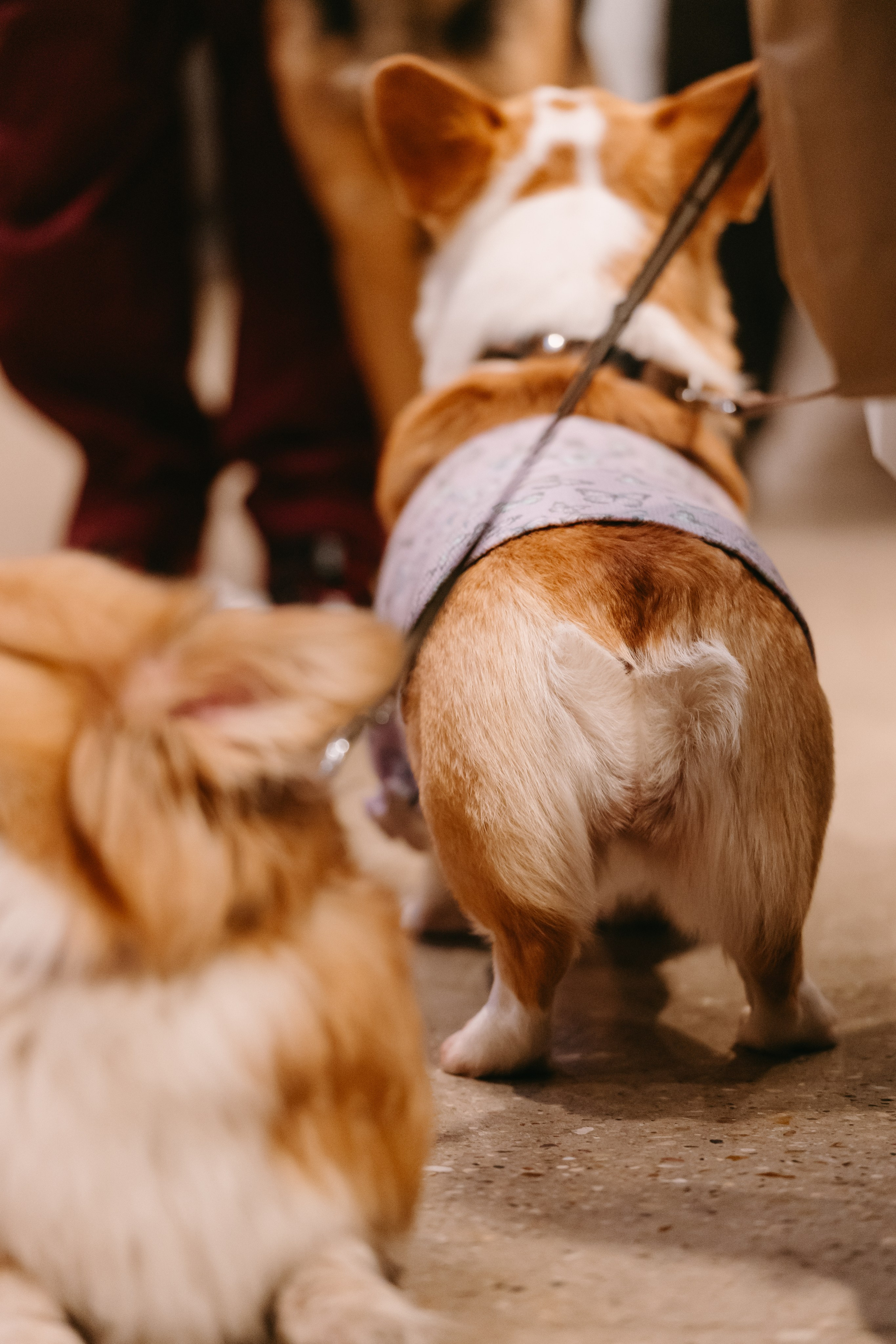 Frisky Dog Day. Фотограф Ирина Авдеева