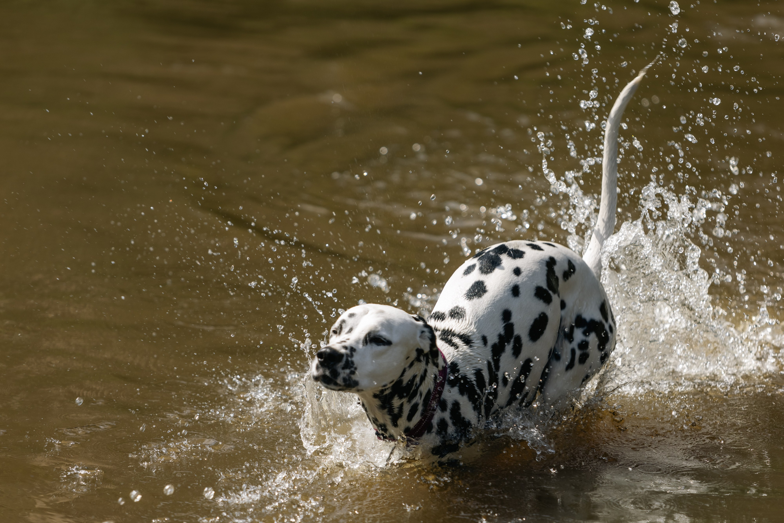VI ОТКРЫТЫЕ КИНОЛОГИЧЕСКИЕ СОРЕВНОВАНИЯ. ЧЕЛЯБИНСКАЯ ОБЛАСТЬ 2025. Репортажный фотограф Наталья Лапцевич