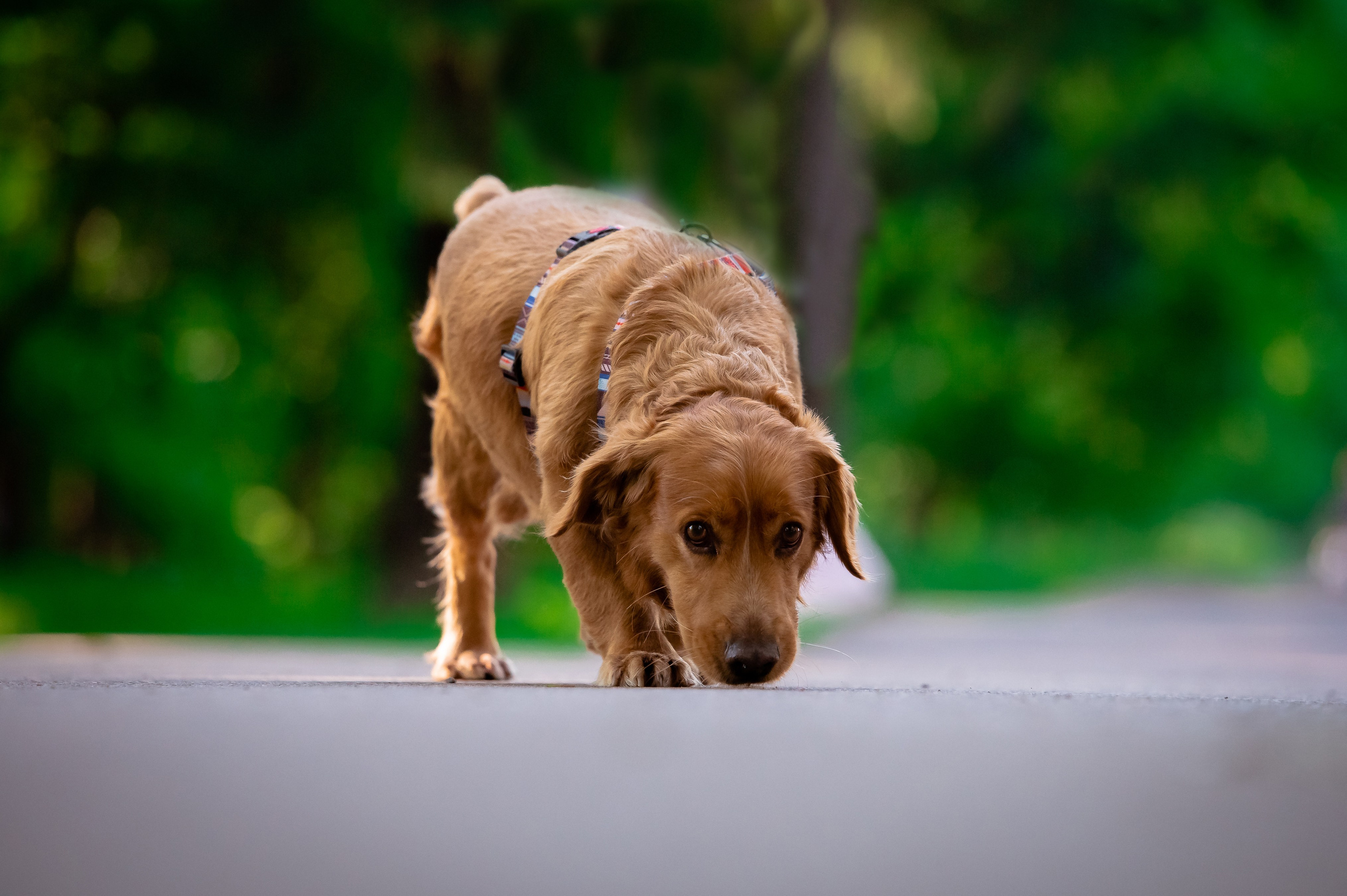 Собаки. Фотограф-анималист в Санкт-Петербурге Анастасия Иванова