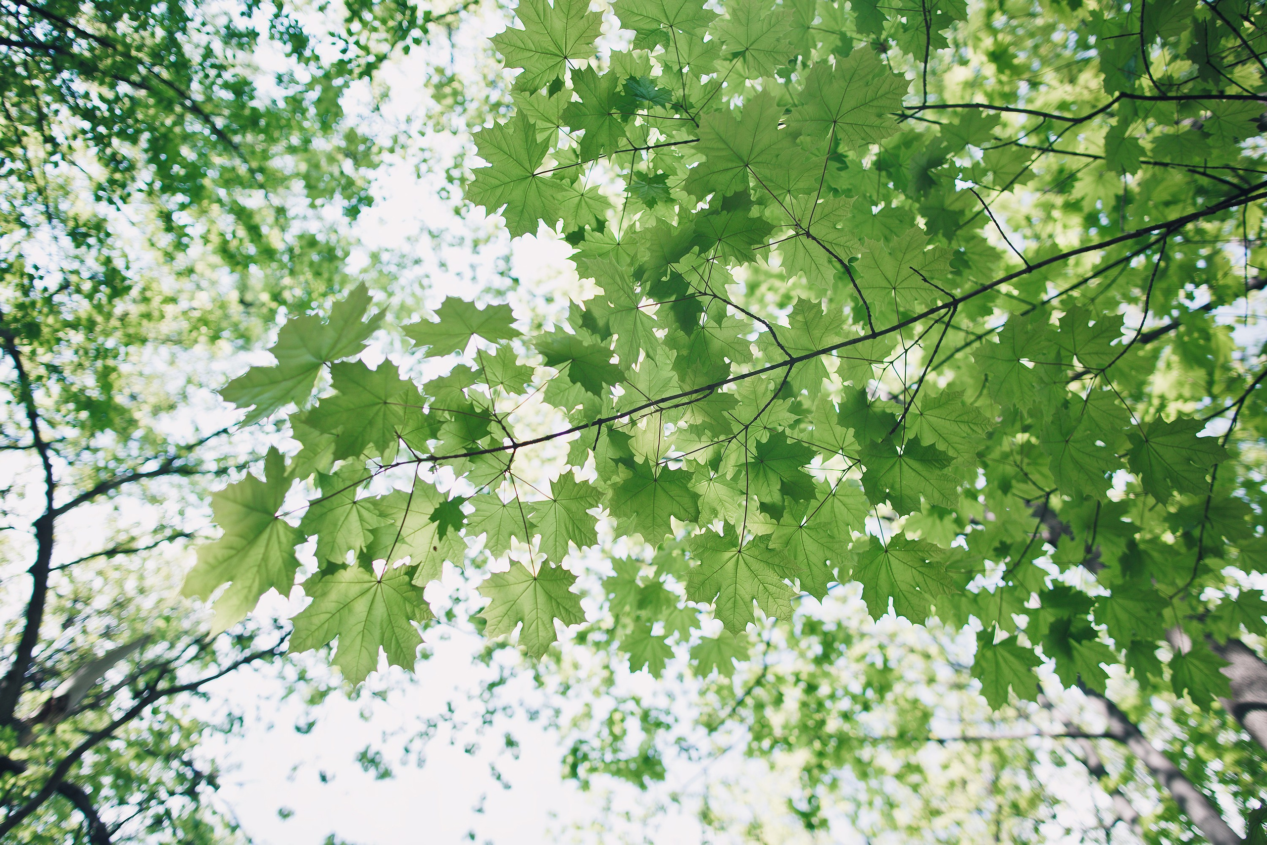Фотосъемка беременности. Семейный и портретный фотограф Ирина Полонина