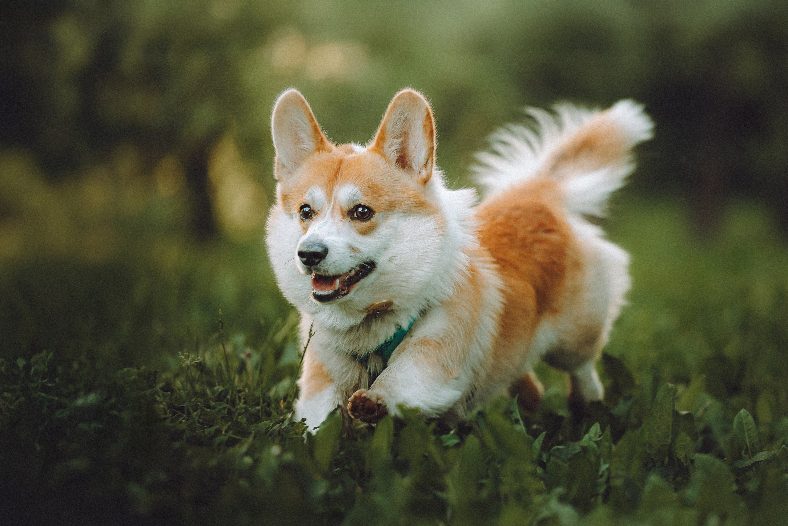 Вирджик и его семья