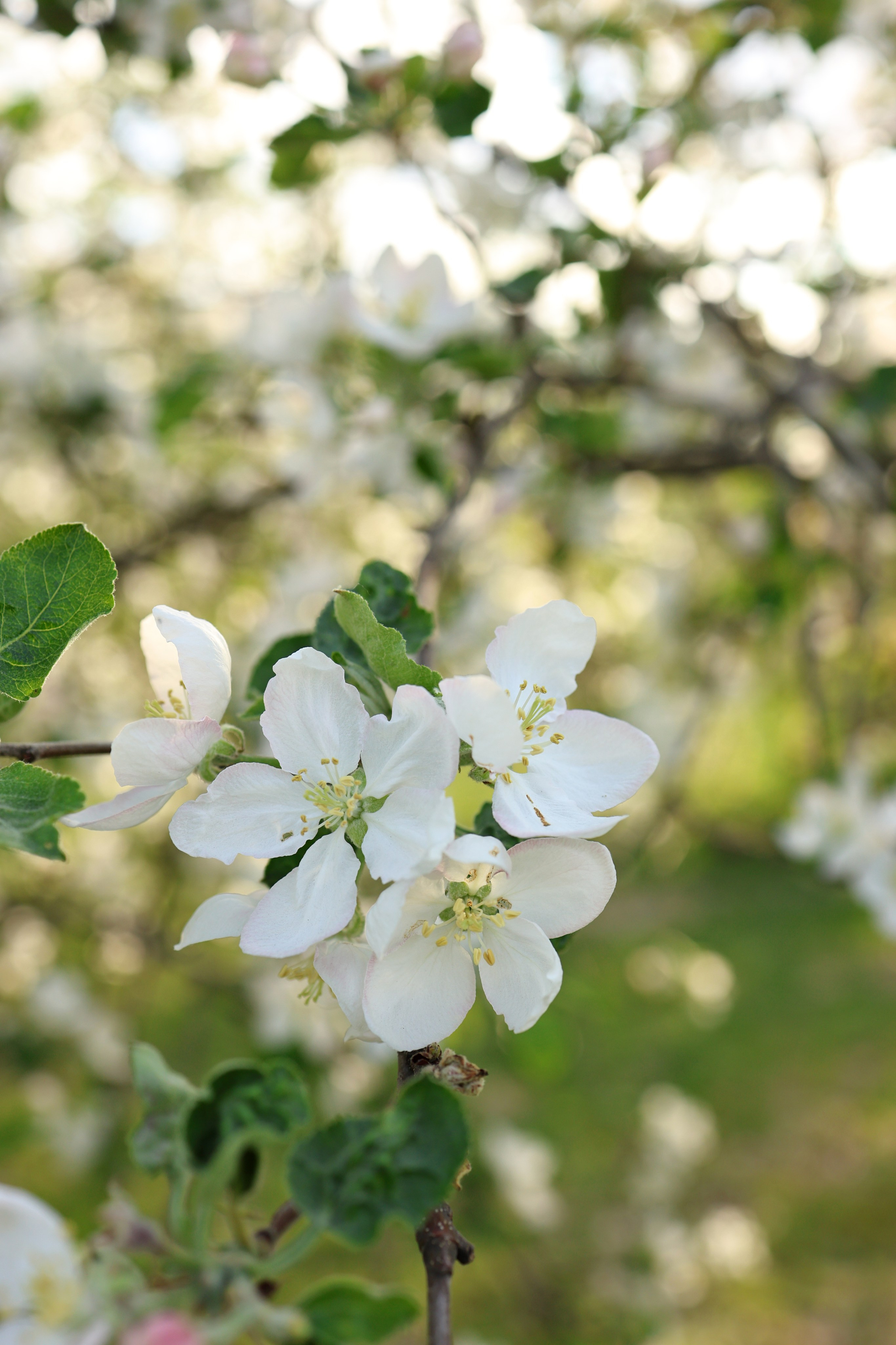 Маргарита. Свадебный и семейный фотограф в Воронеже Ксения Воротникова