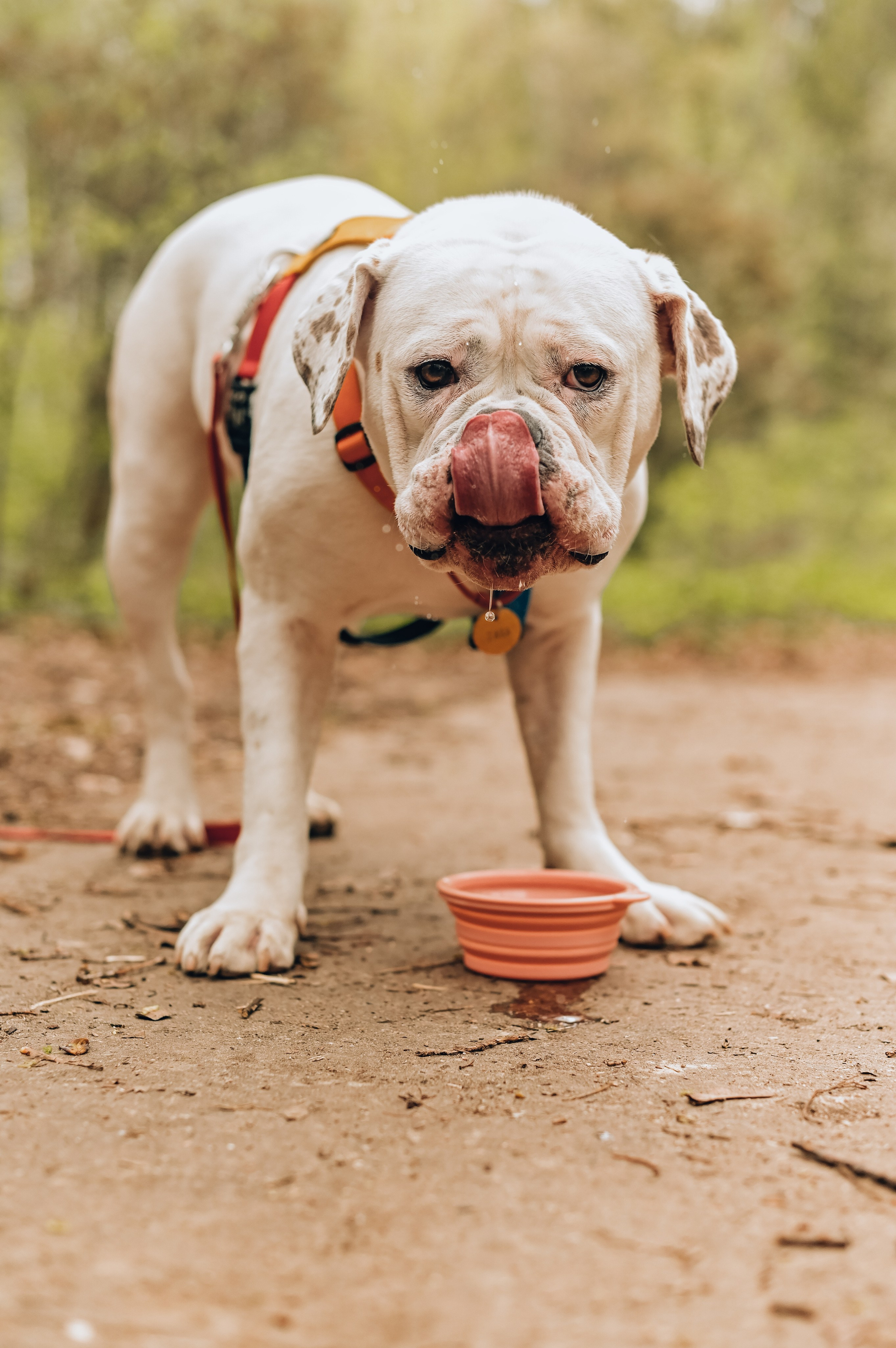 Занятие с кинологом. Семейный и репортажный фотограф в Москве Анастасия Трубкина