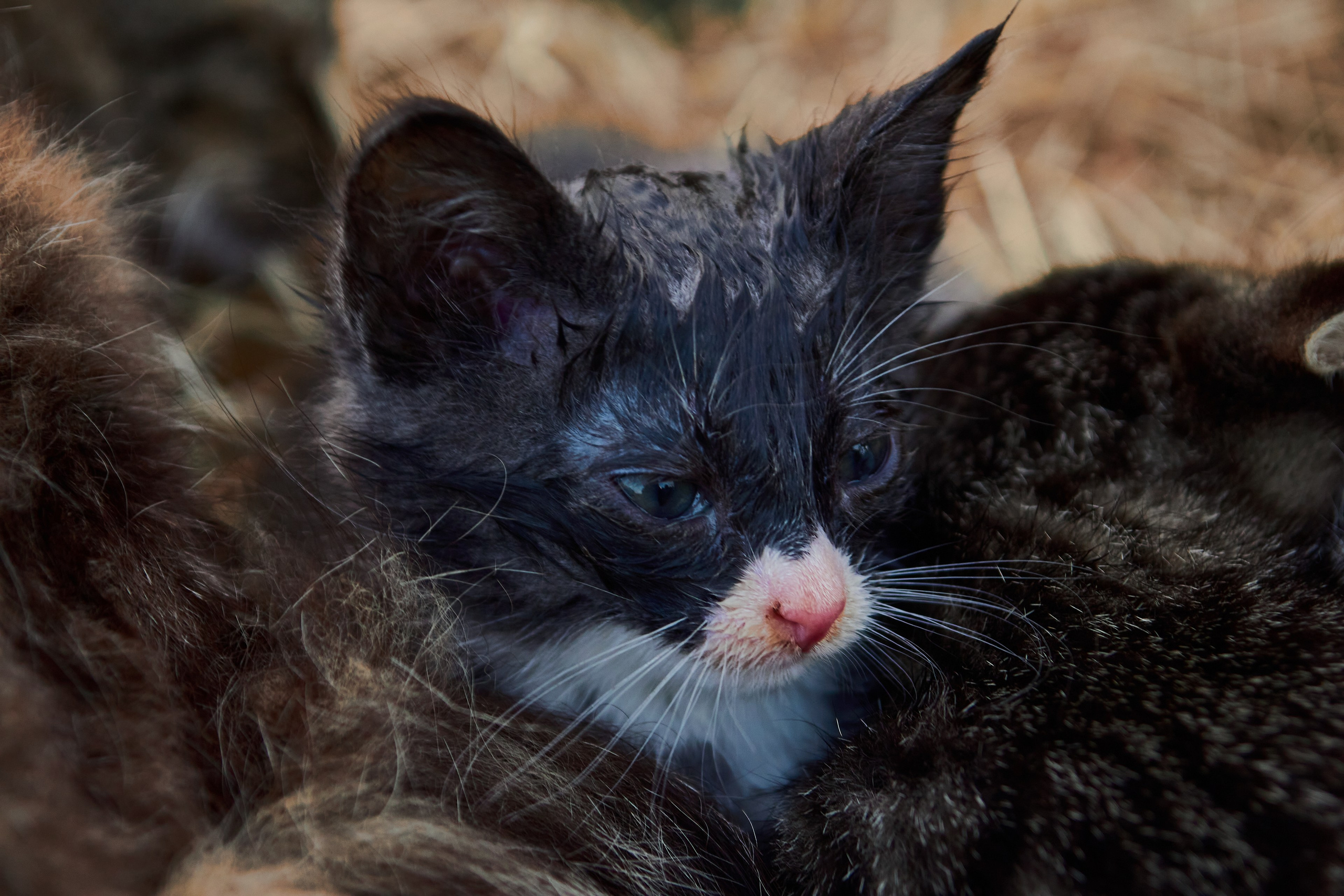 Свадьба Устинии и Александра. Фотограф Сергей Яркин