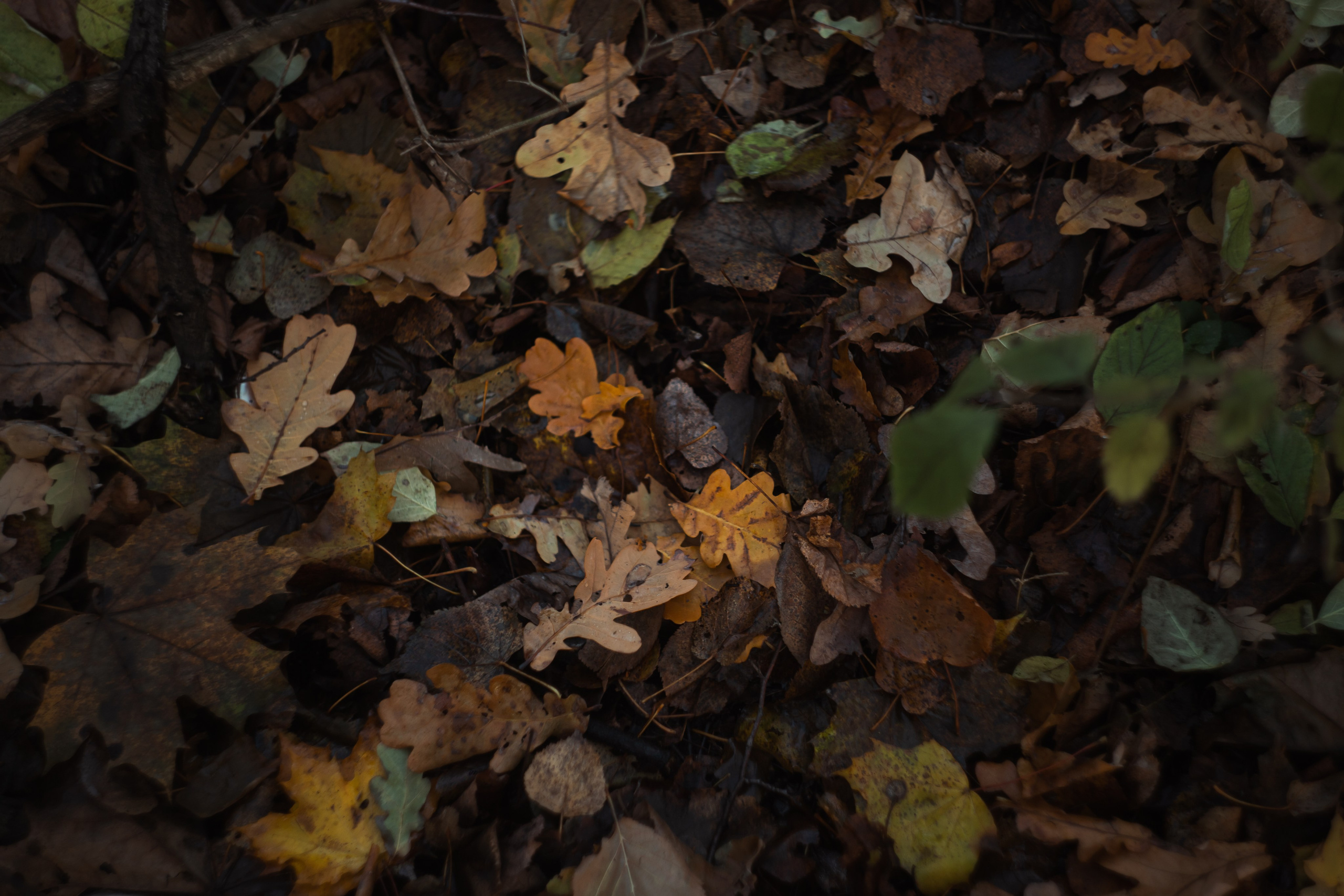 Ноябрь 2023. Efremovaphoto.ru