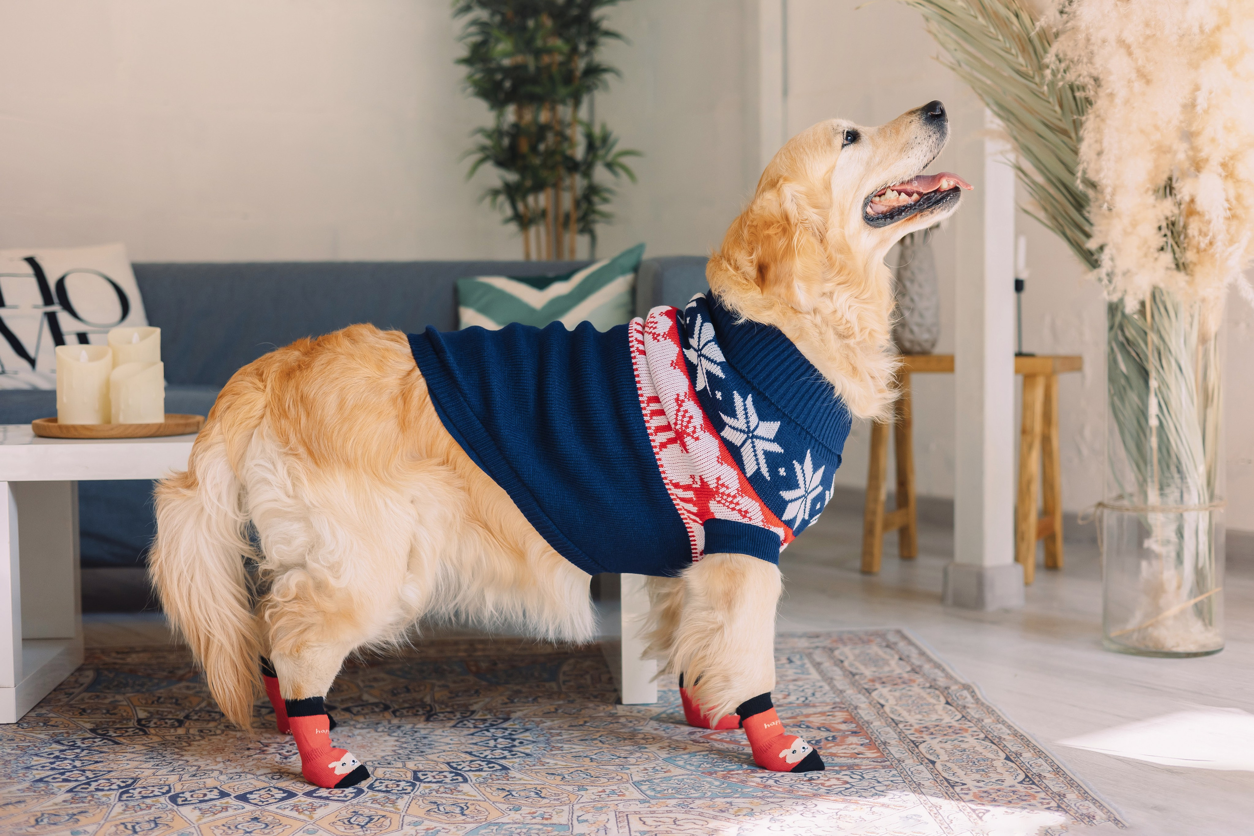 Магазин Friend of mine. Фотограф-анималист Елена Радченко, Москва