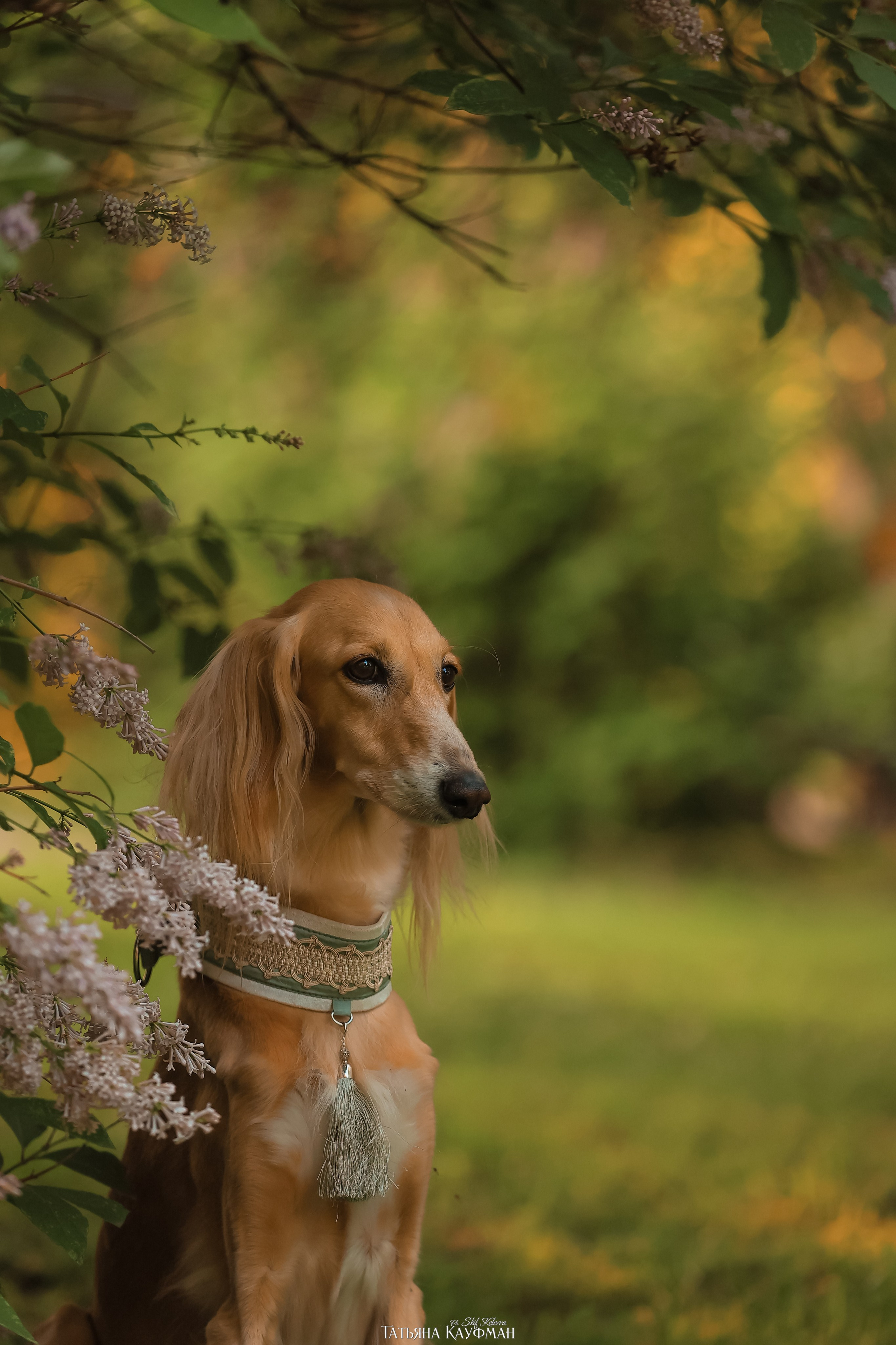 Салюки, фотография салюки, собака в цветах, красивая собака, фотограф анималист, фотокурс Анималистика, научиться фотографировать собак
