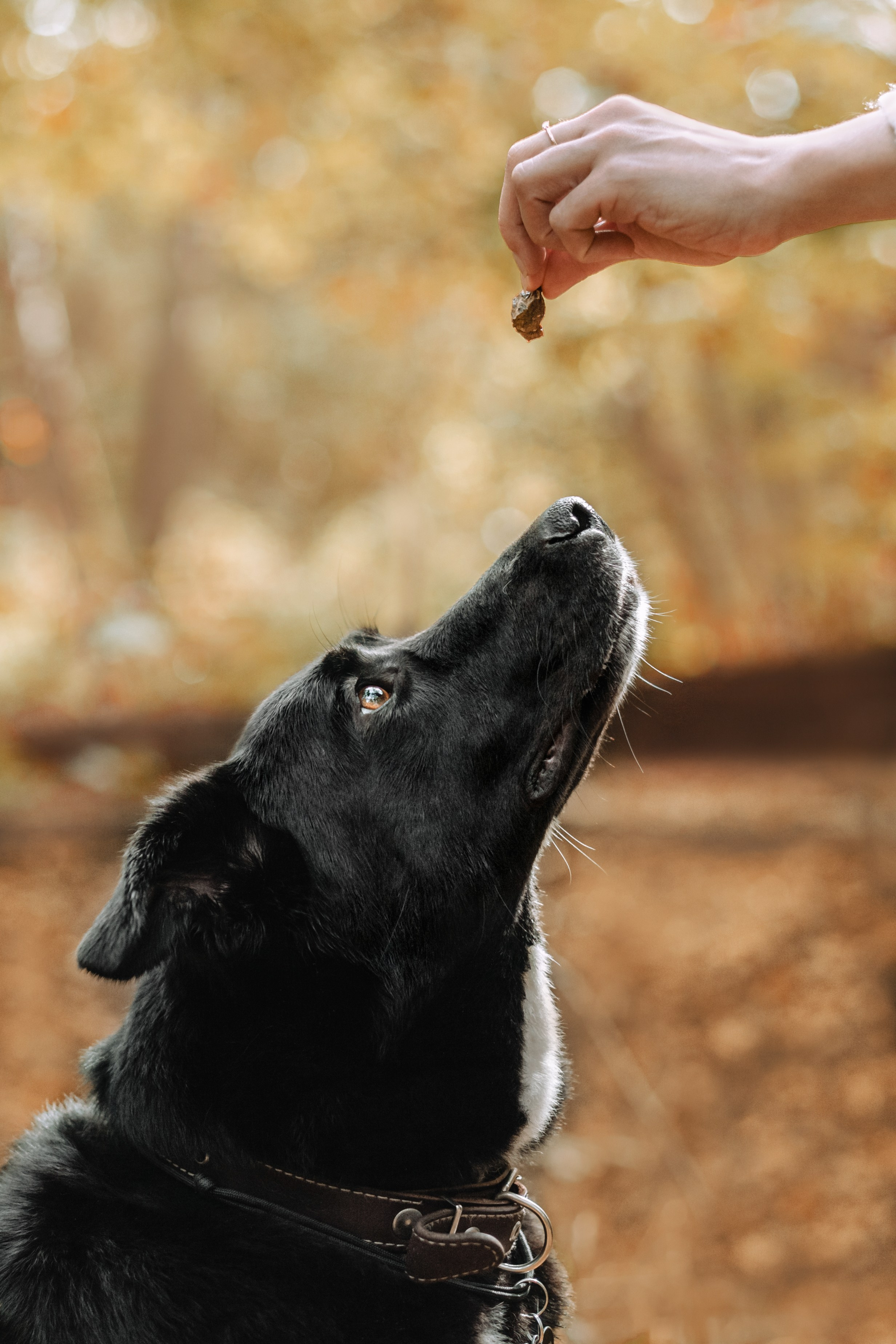 Юля и Фортуна. Фотограф-анималист Татьяна Степанова