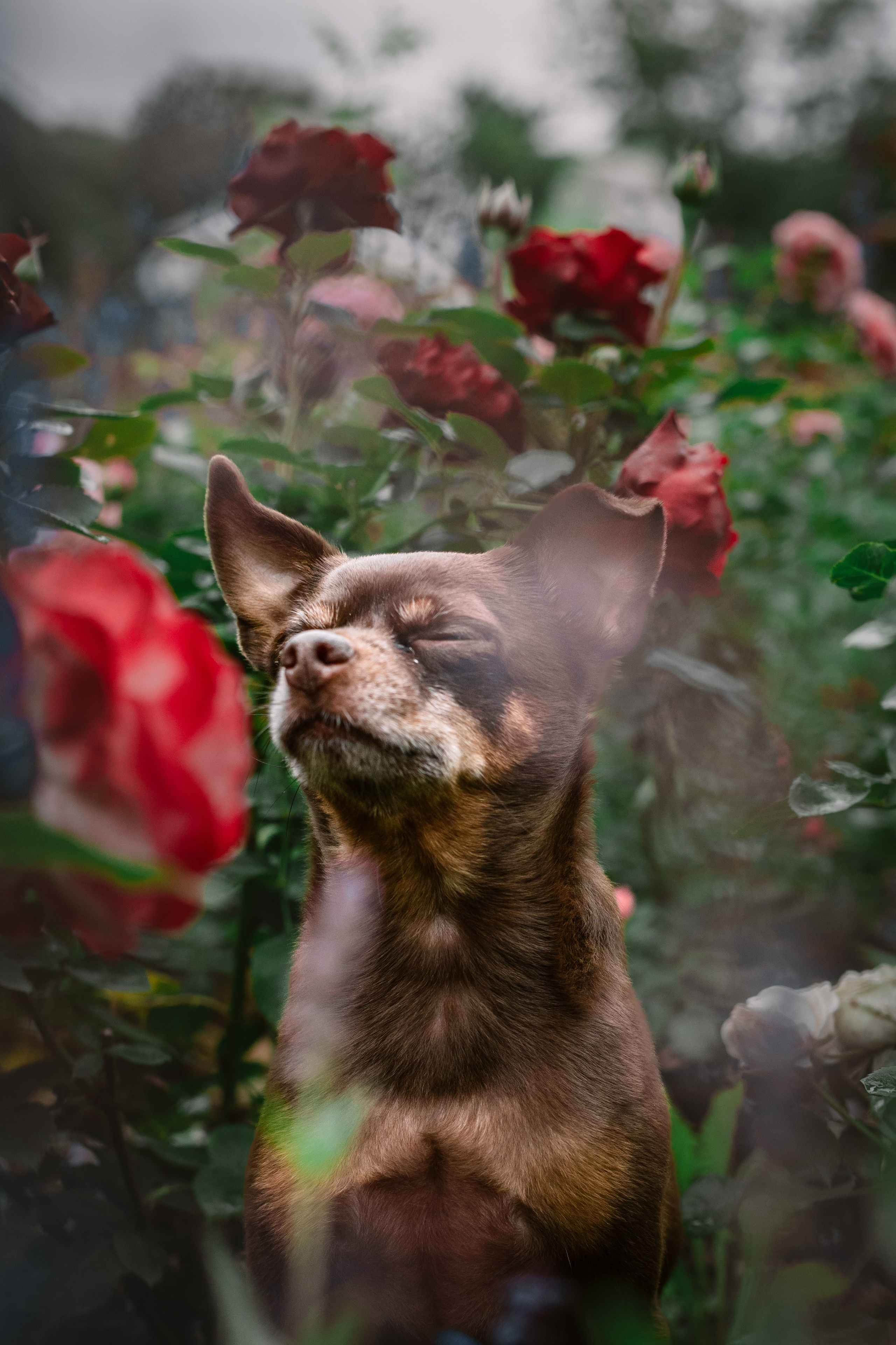 Юля и Леонид. Фотограф-анималист Татьяна Степанова