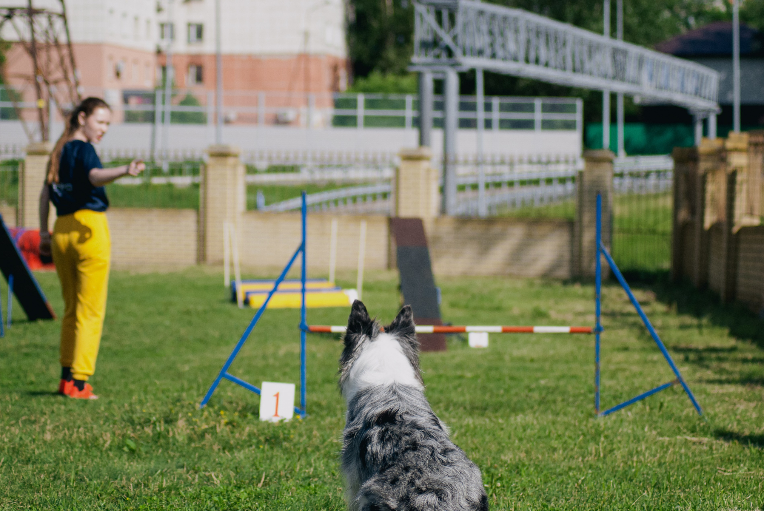 Аджилити. Фотограф в Тюмени Лизавета Сапицкая