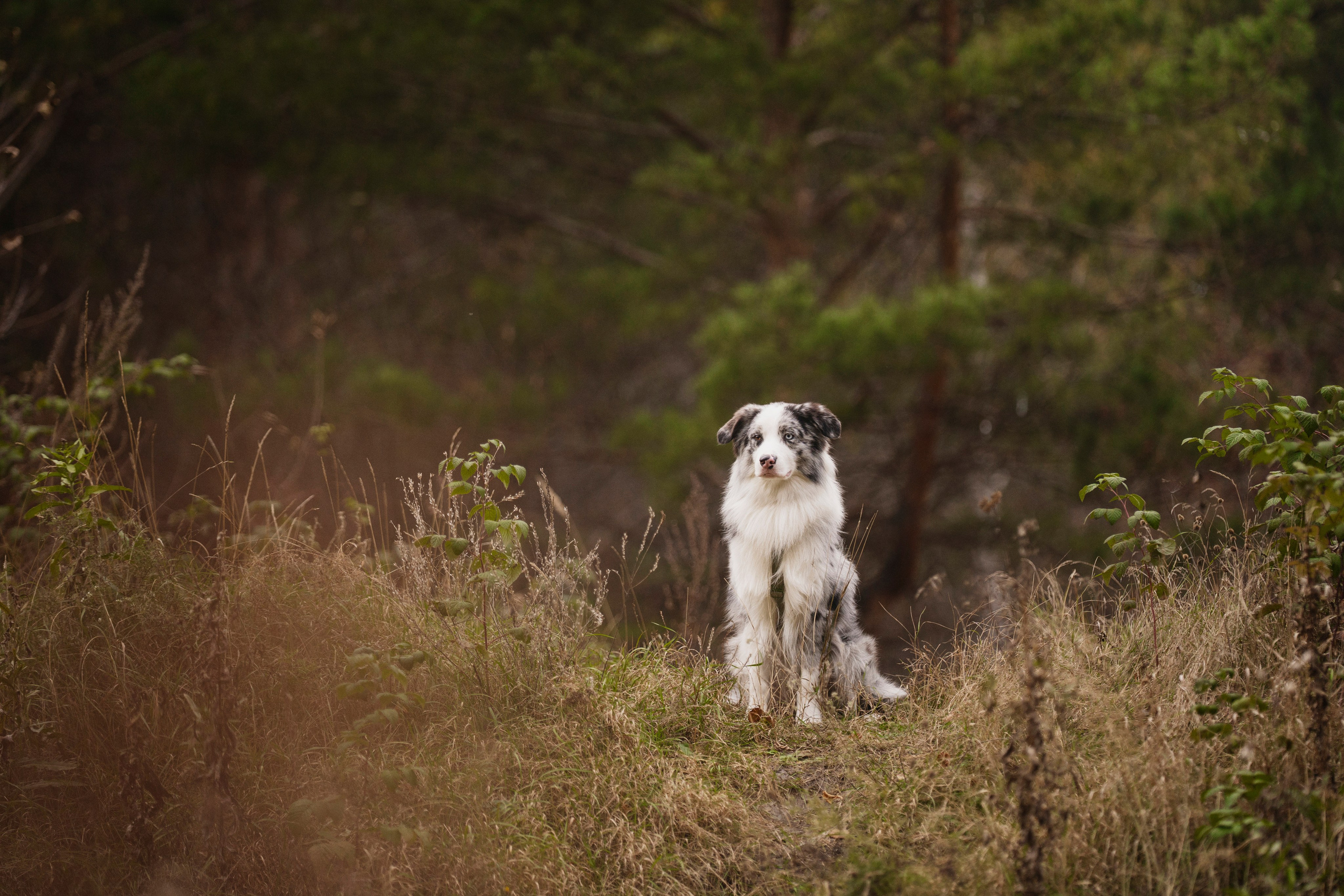 Съемка Альфа. Kameramotor74