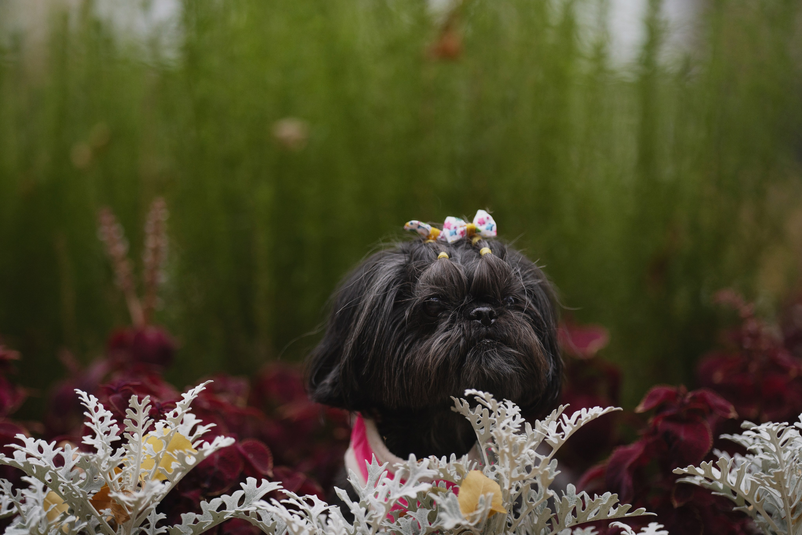 Даша, Иван и их девочки. Kameramotor74