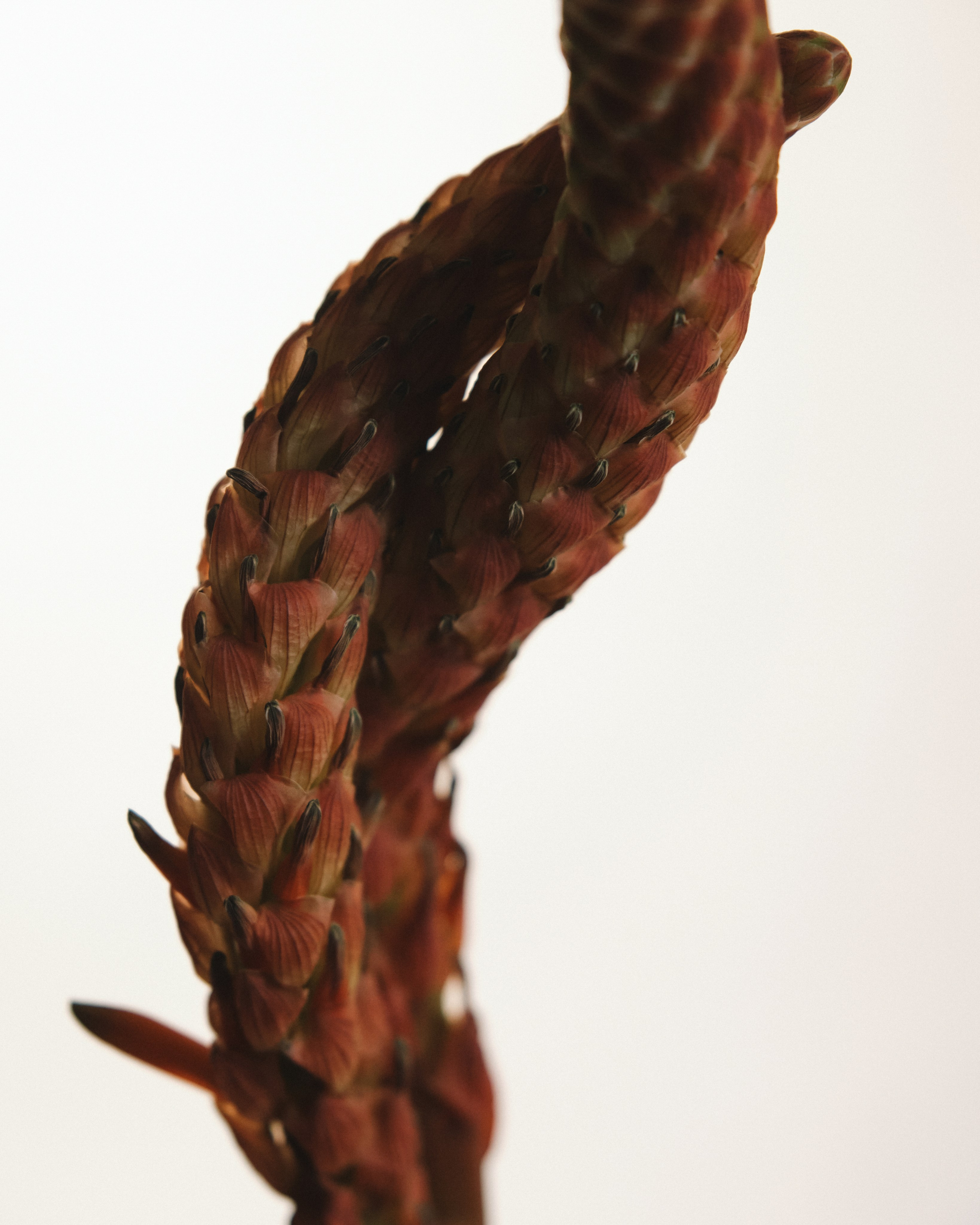 PLACE Anna. Алина Сушенцева фотограф