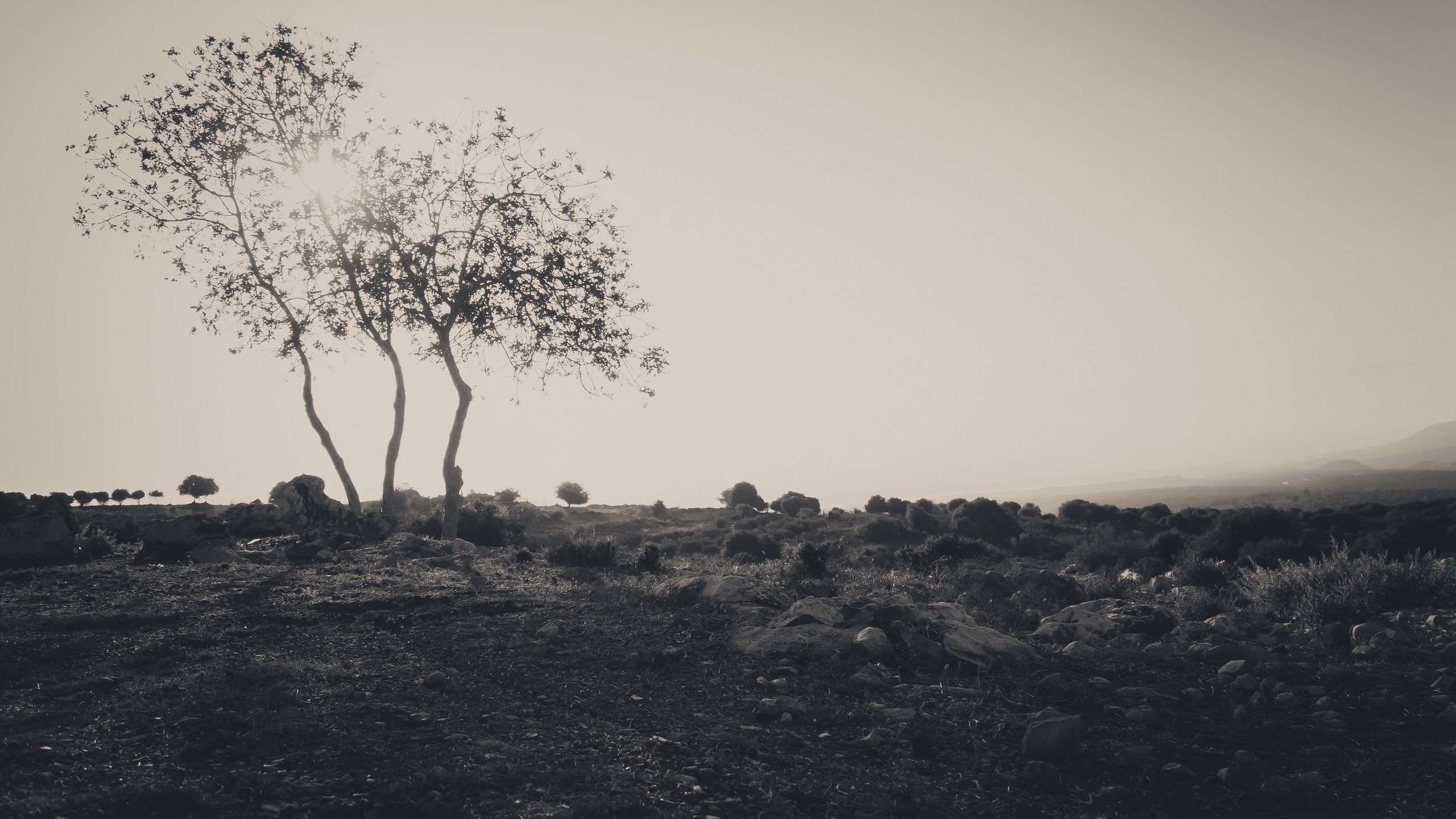 Израиль. Свадебный фотограф Копков Геннадий