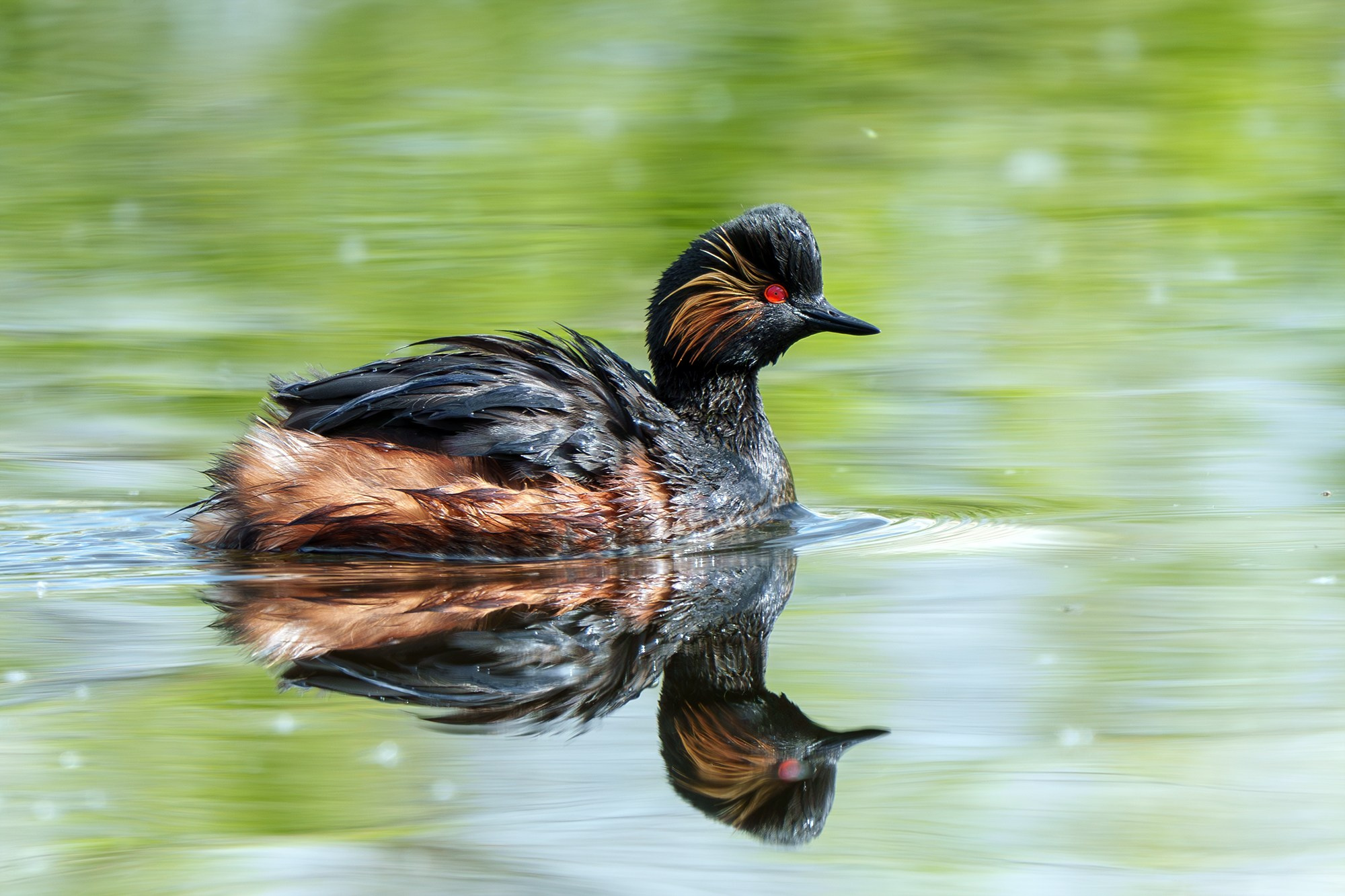Удивительные мир птиц. Вокруг нас столько прекрасного — присмотритесь!. Ваш личный фотограф Марина Волкова