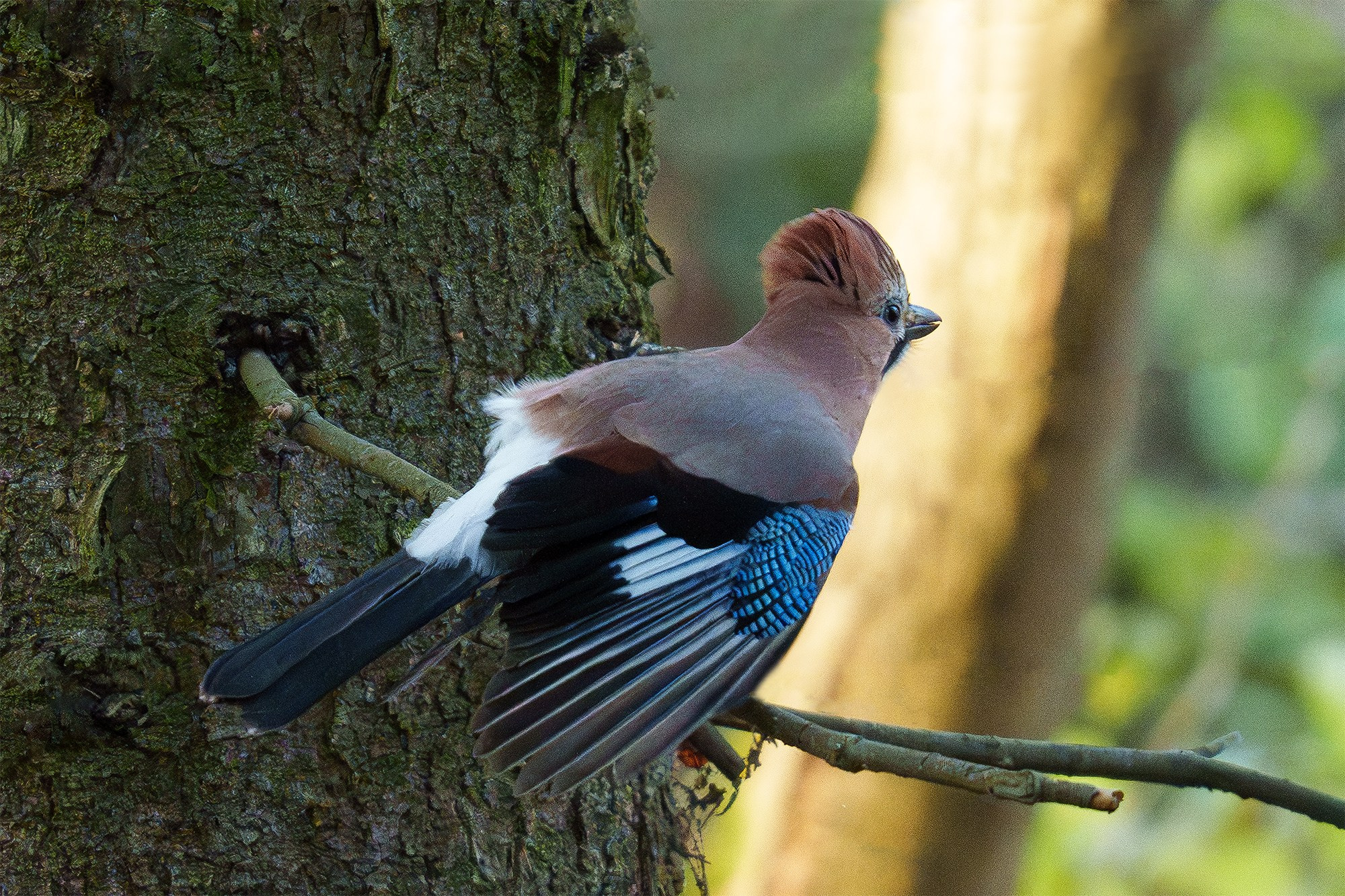 Удивительные мир птиц. Вокруг нас столько прекрасного — присмотритесь!. Ваш личный фотограф Марина Волкова