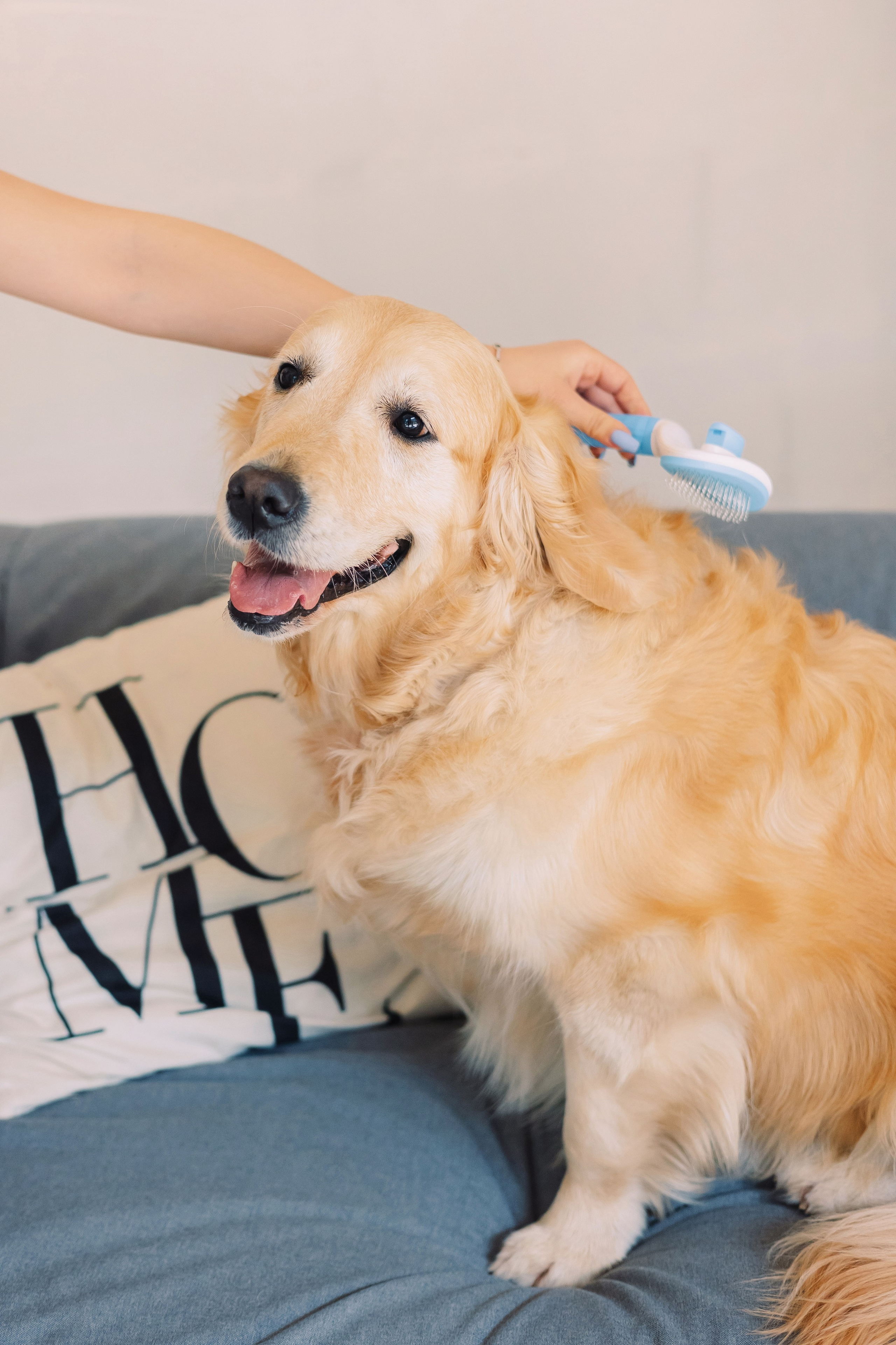 Магазин Friend of mine. Фотограф-анималист Елена Радченко, Москва