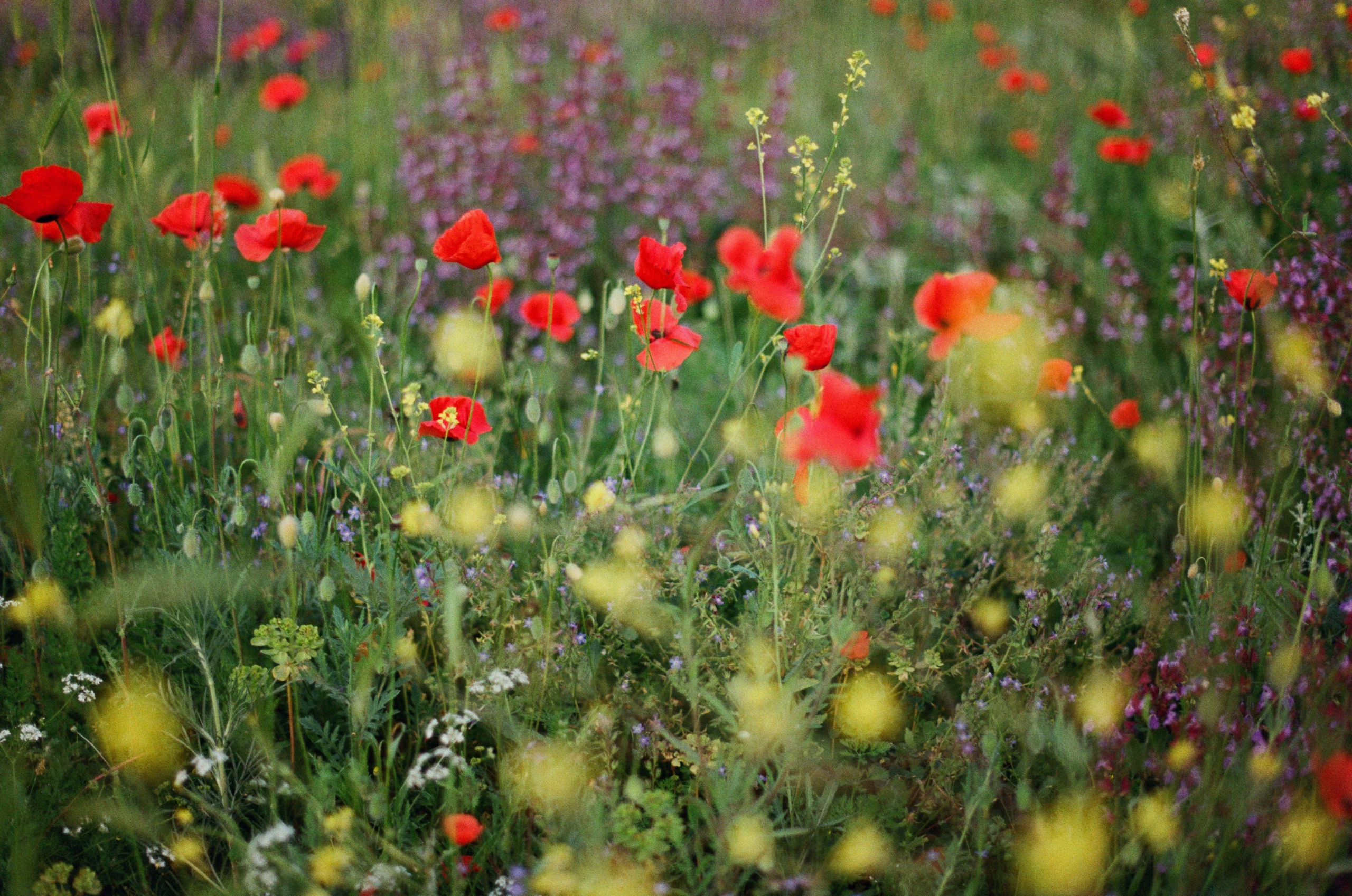 Silent running // ukraine, crimea IV. EVER EXPOSED