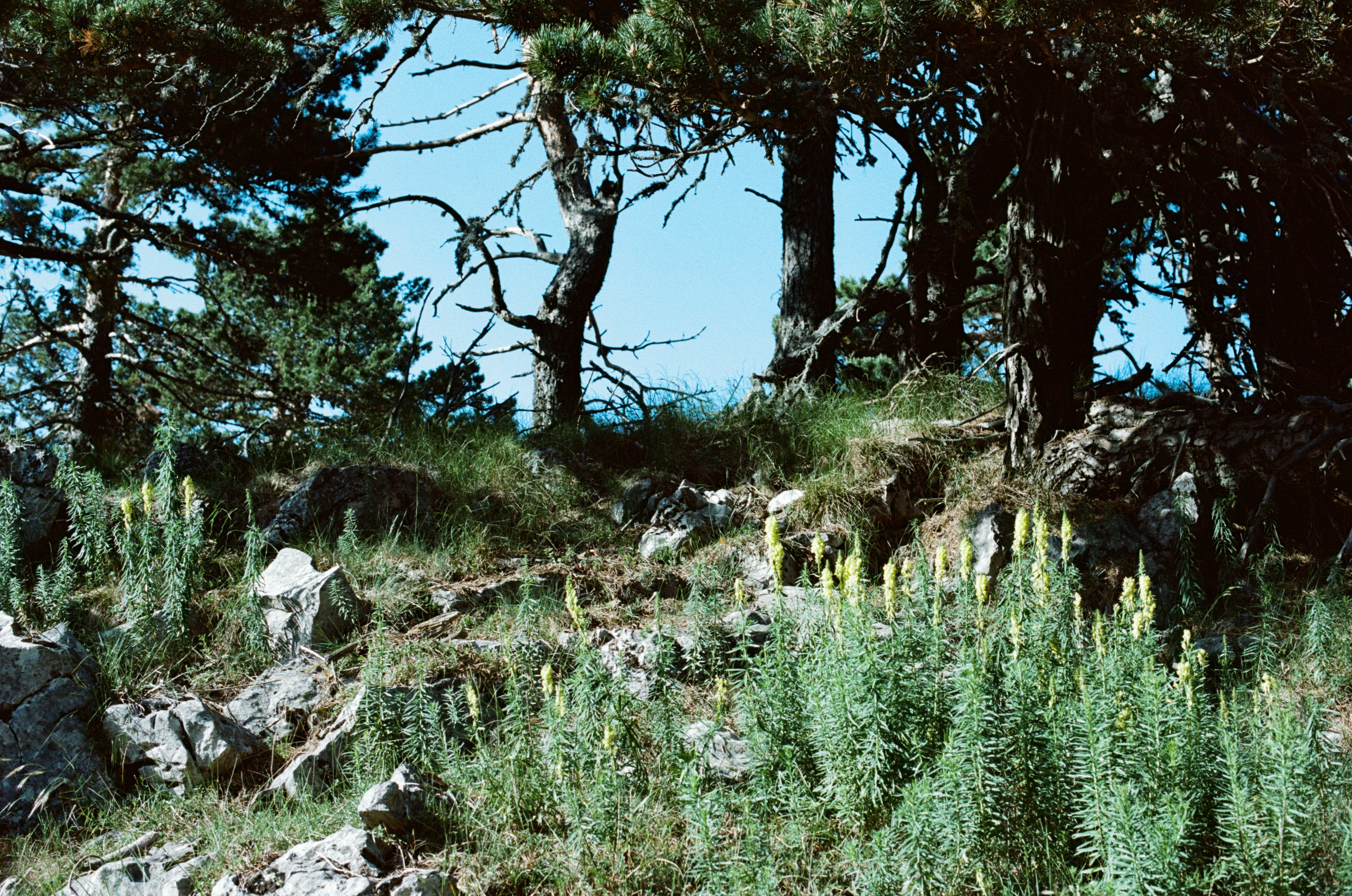 Kool-aid // ukraine, crimea II. EVER EXPOSED