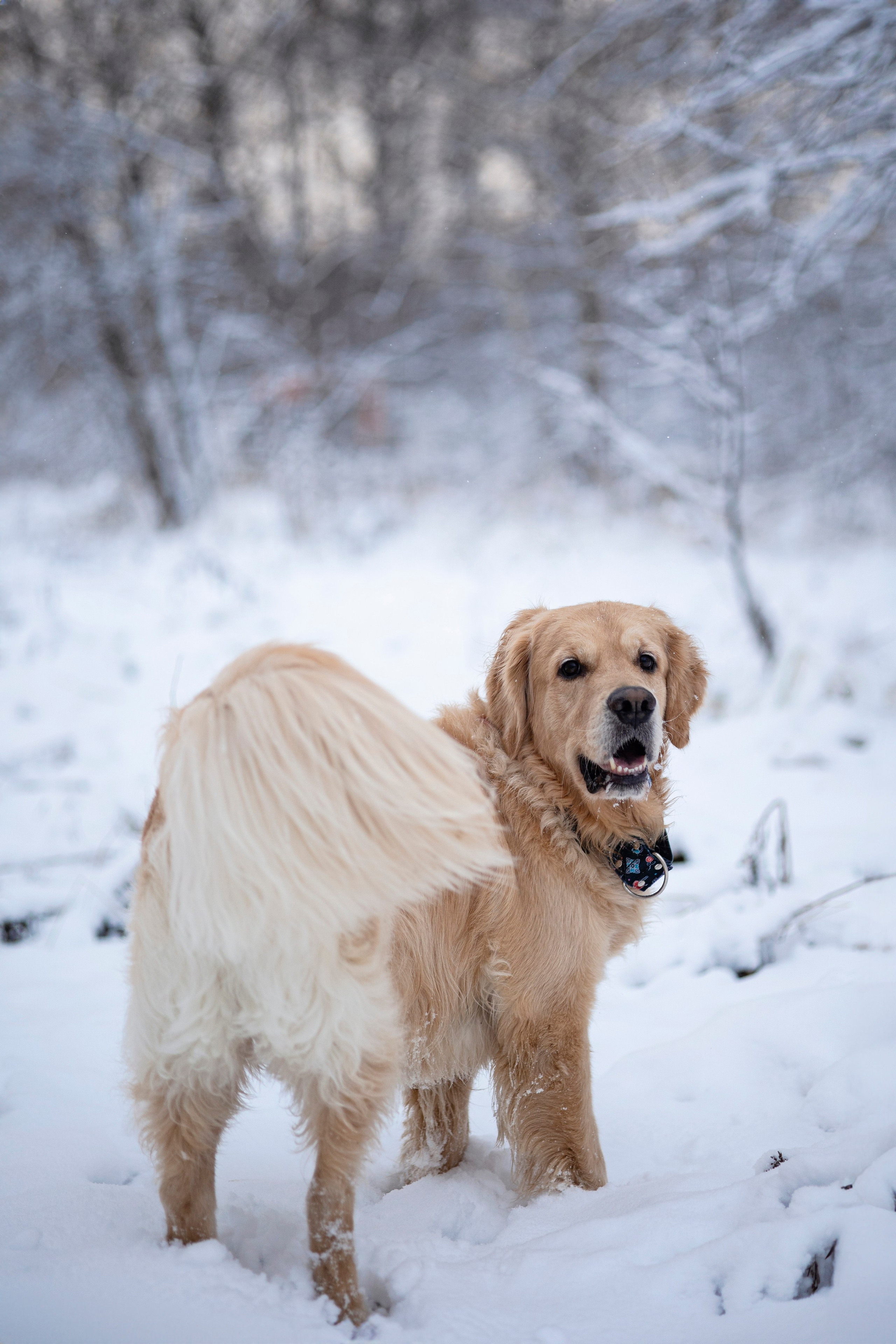 Съемка с собакой. Анастасия Белаш