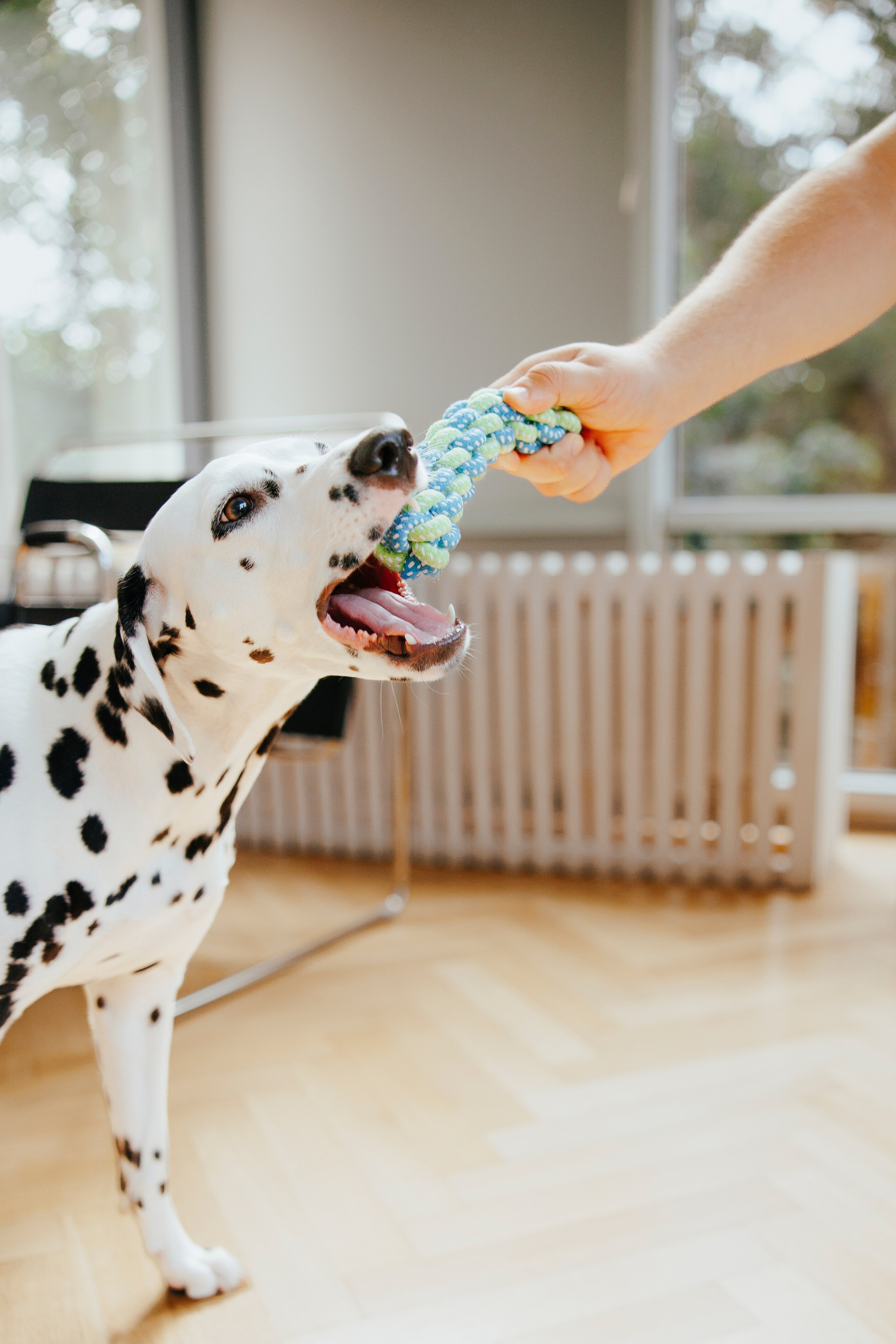 Pawsitive игрушки. Анастасия Белаш