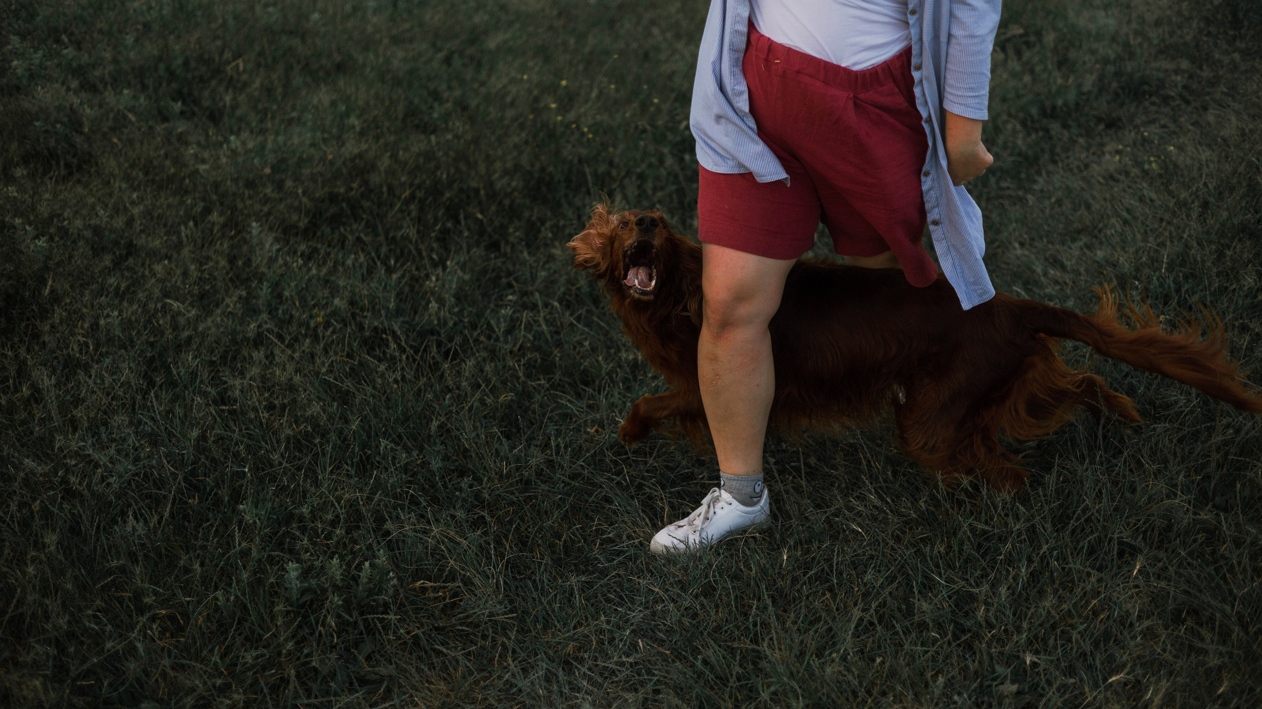 Ольга и Шеймас. Фотограф-анималист Богданова Полина