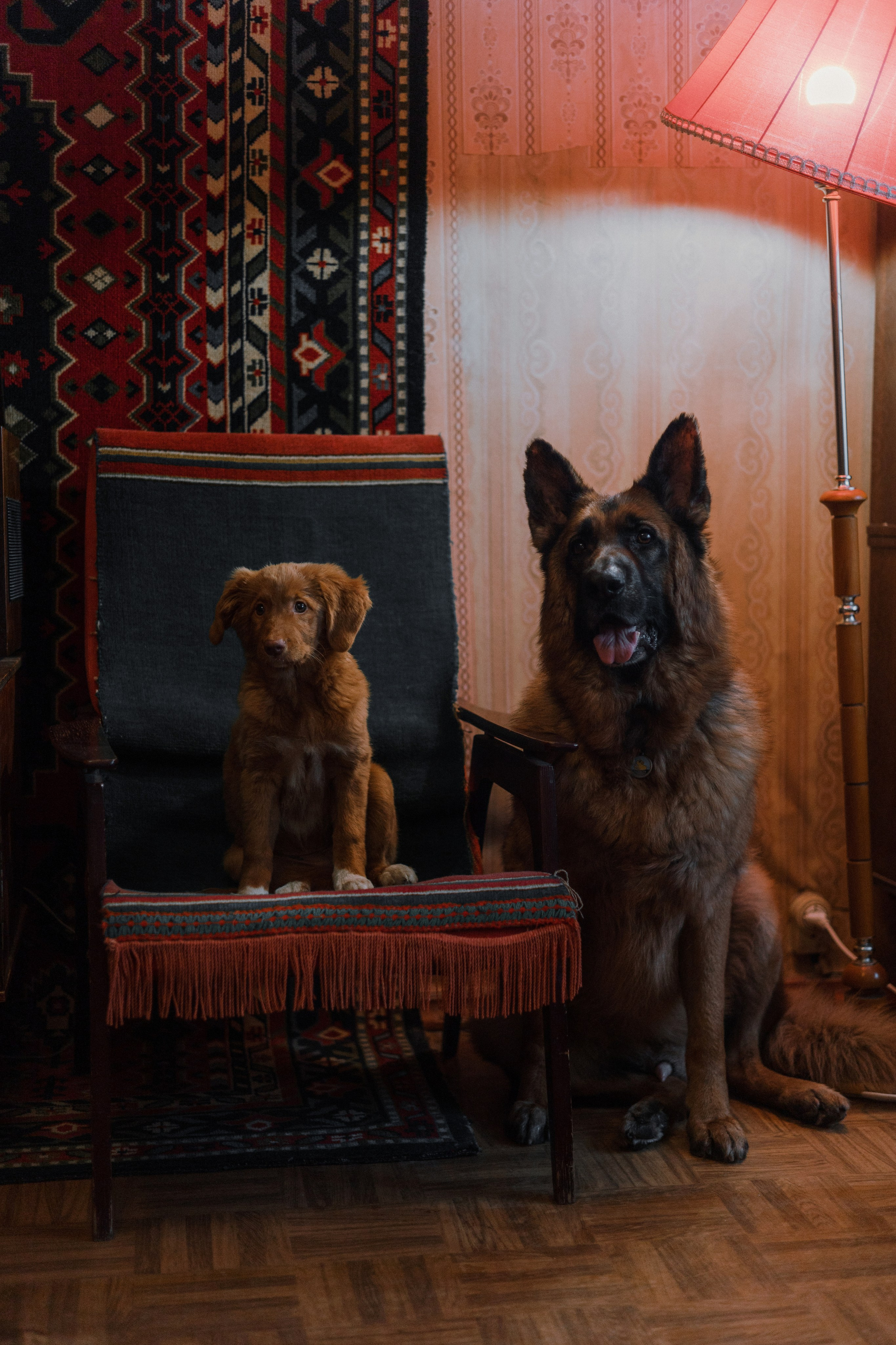 Лера, Реджи и Ральф. Фотограф-анималист Богданова Полина