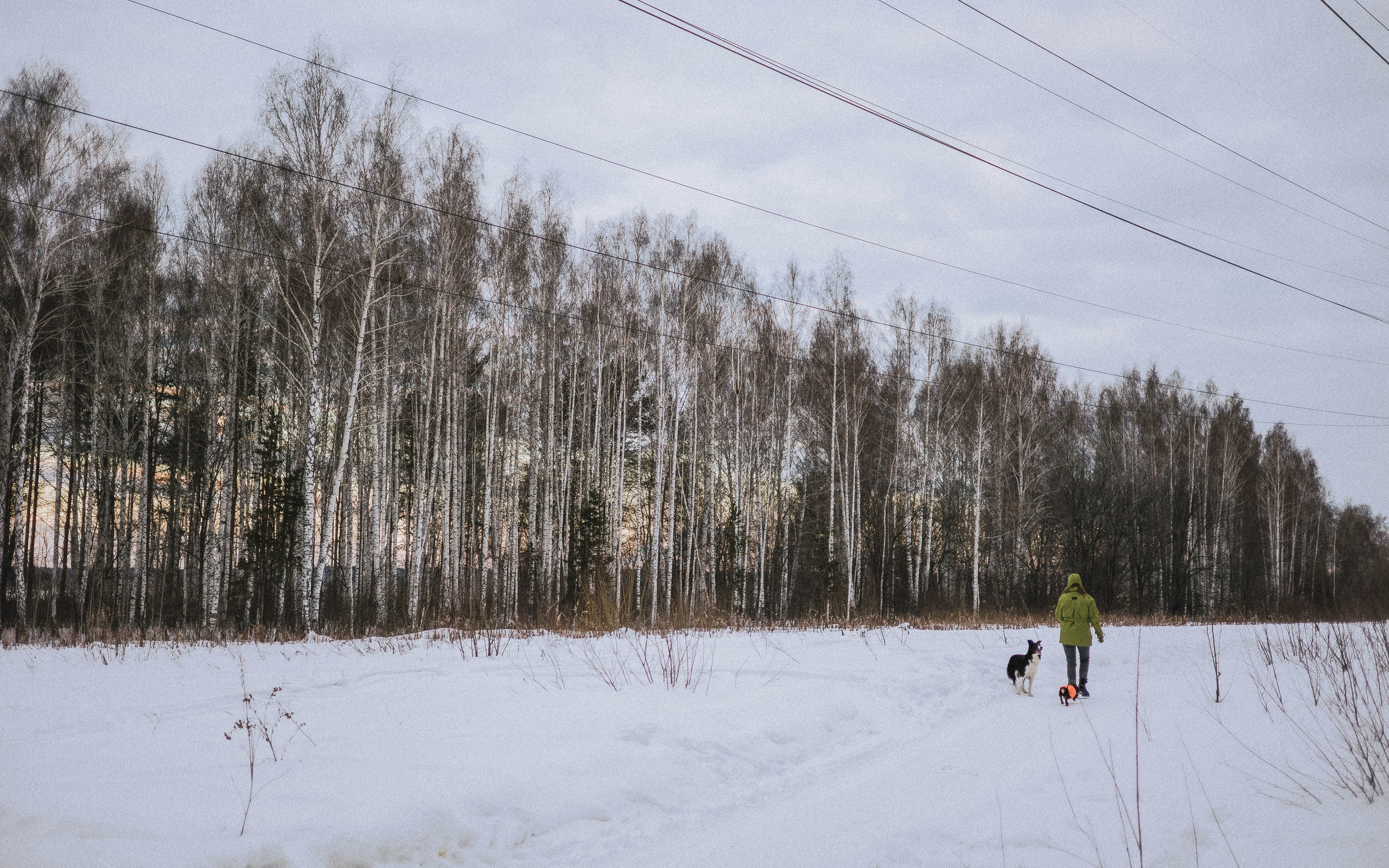 Маша, Рэм и Ньютон. Фотограф-анималист Богданова Полина