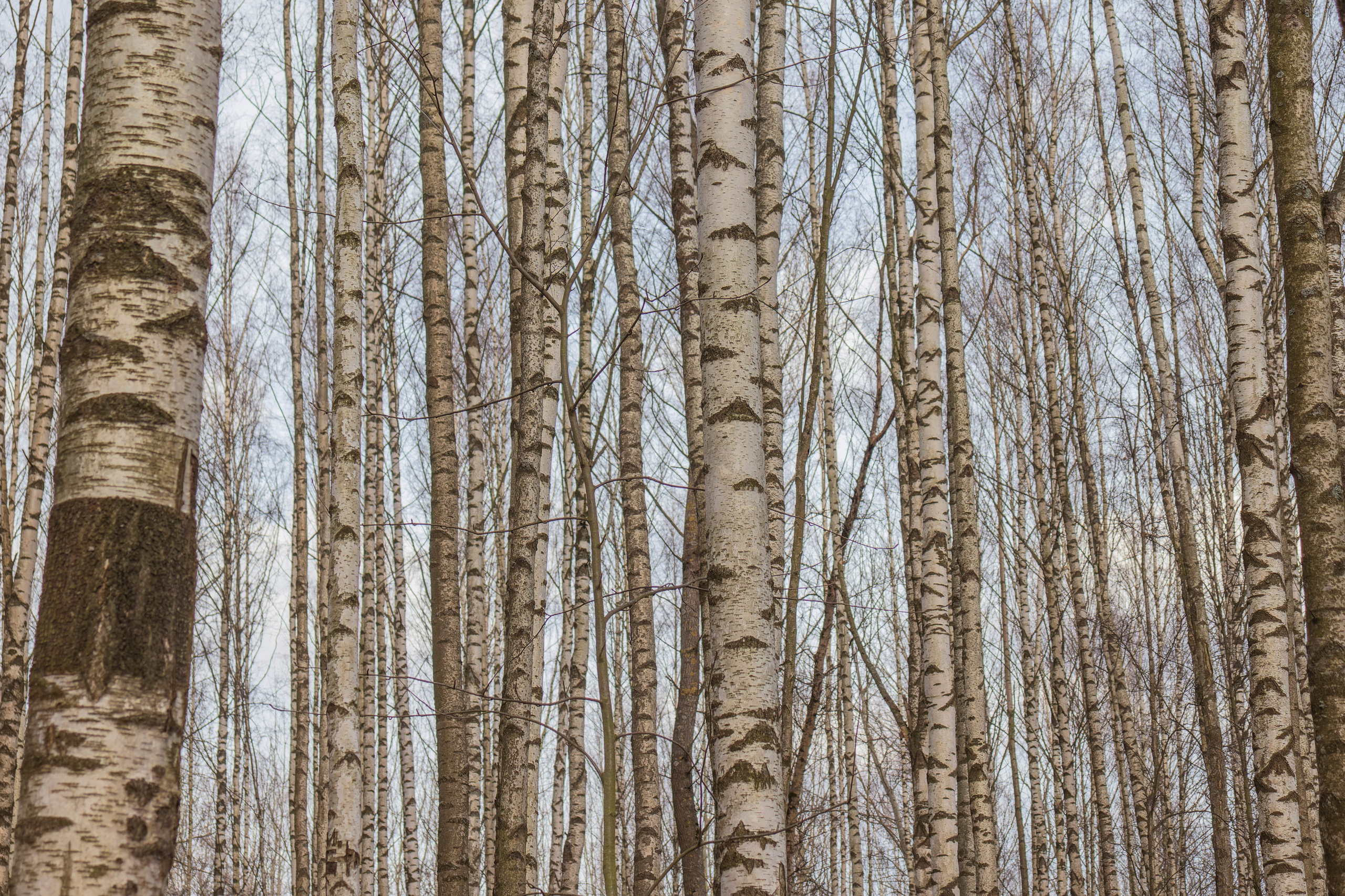 Из наблюдений. Плак или Квак