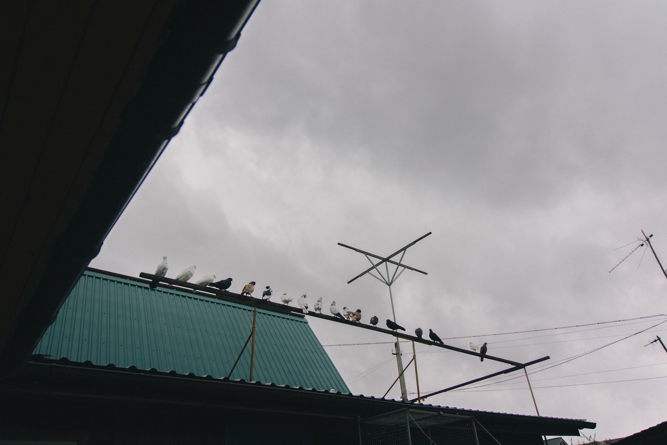 Любовь и Голуби. Обо мне